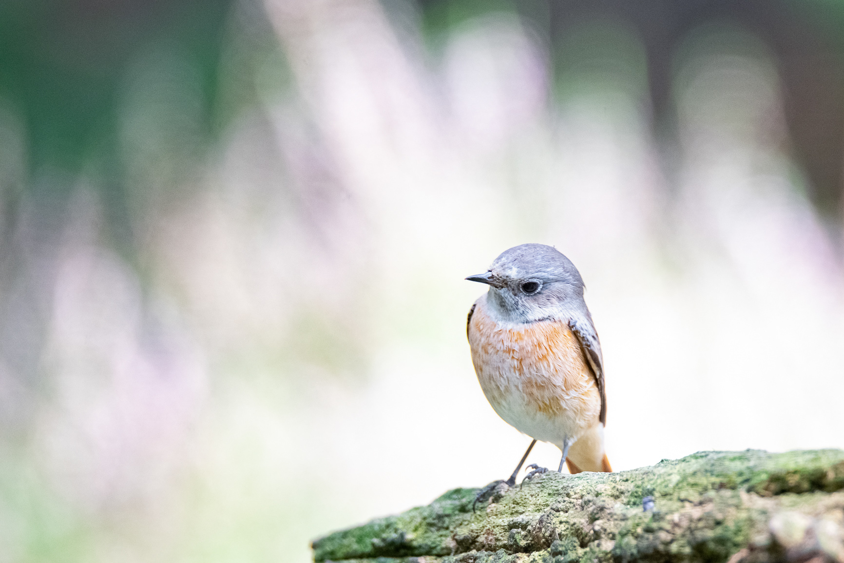 Gekraagde Roodstaart - Common Redstart