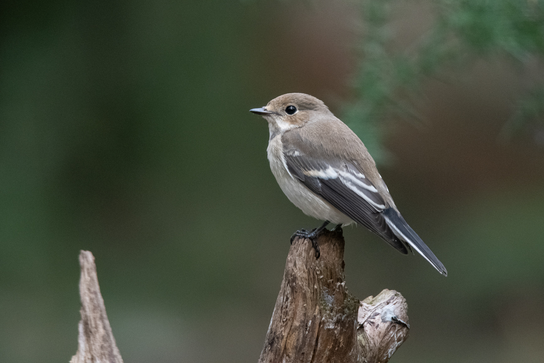 Bonte Vliegenvanger - Pied Flycatcher