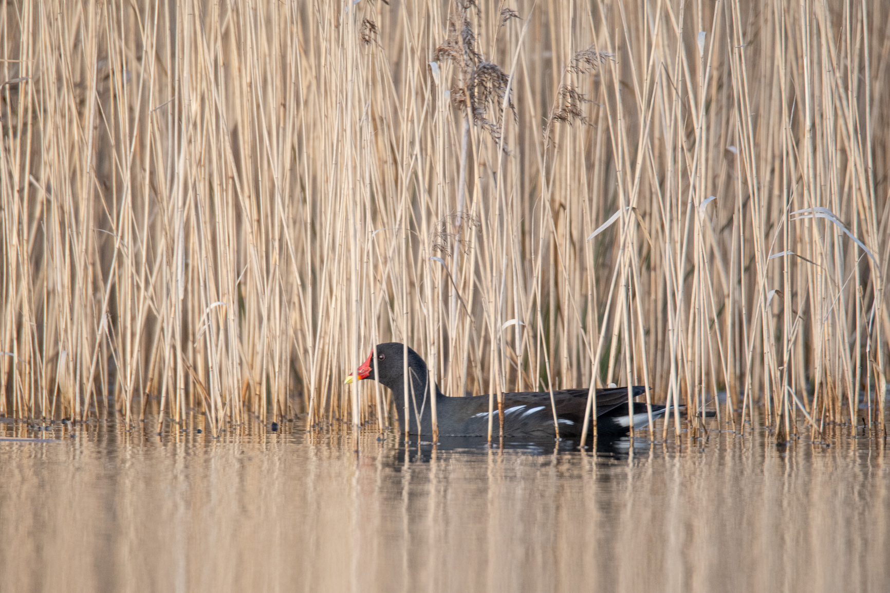 Waterhoen - Moorhen