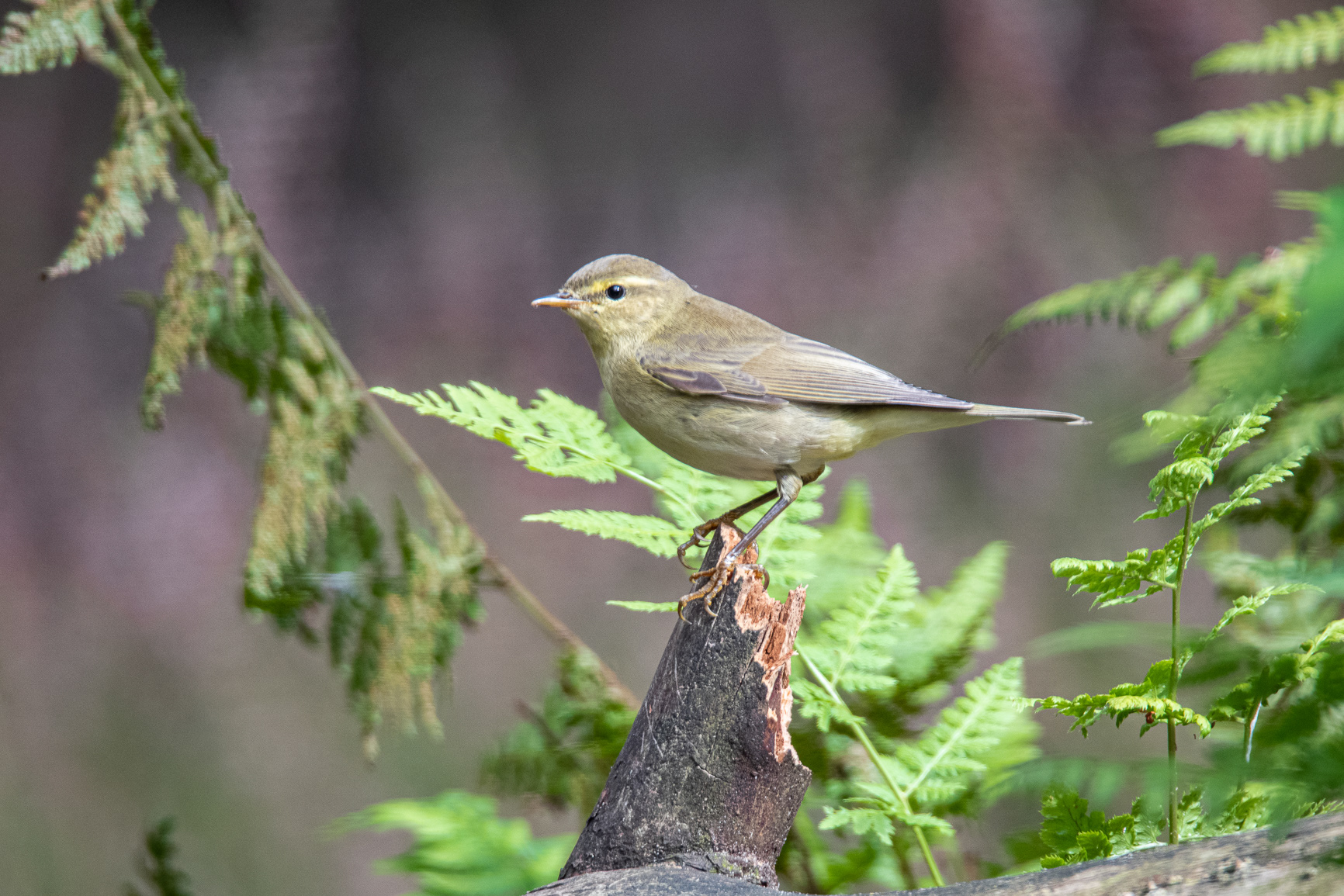 Tjiftjaf - Chiffchaff