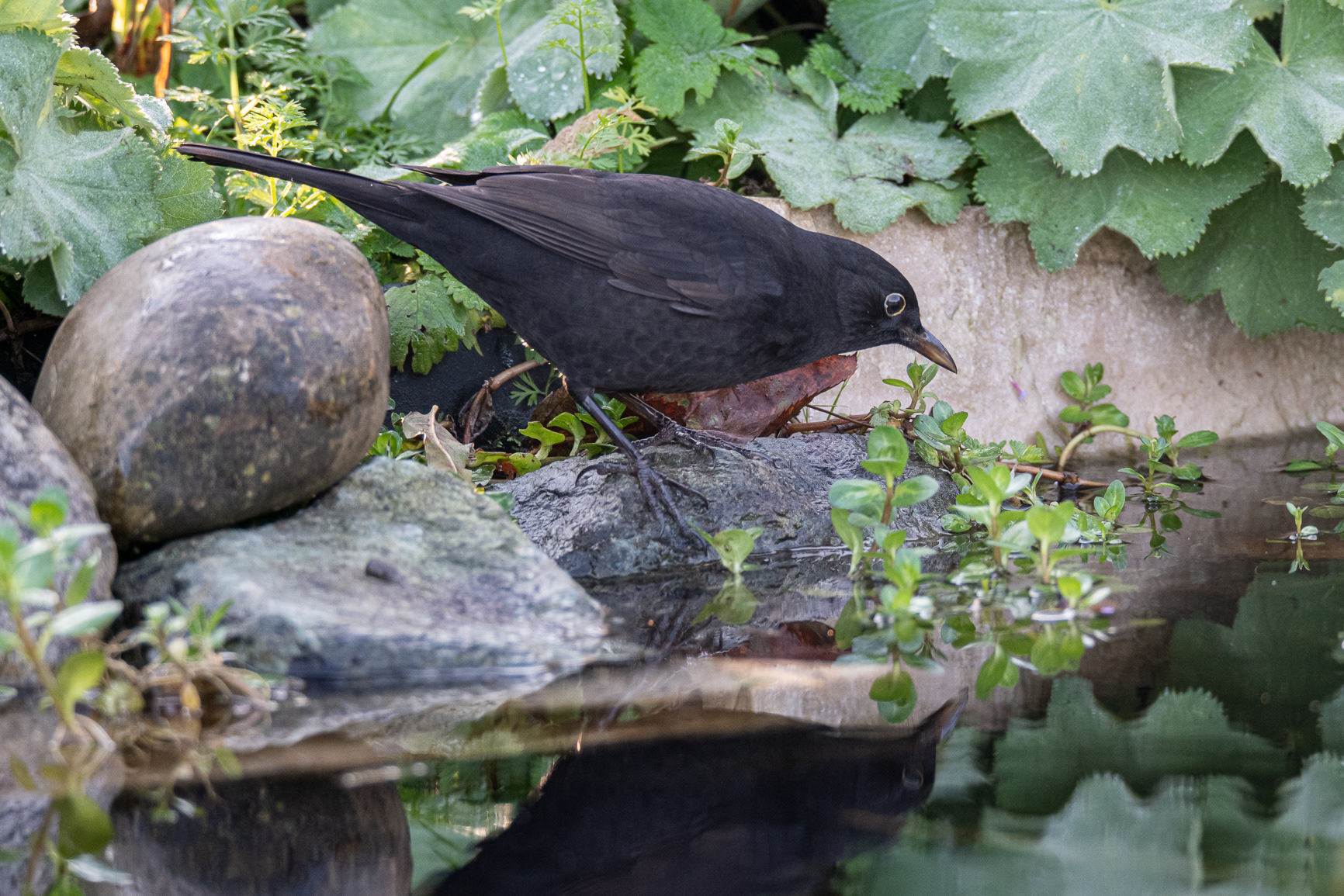 Merel - Blackbird