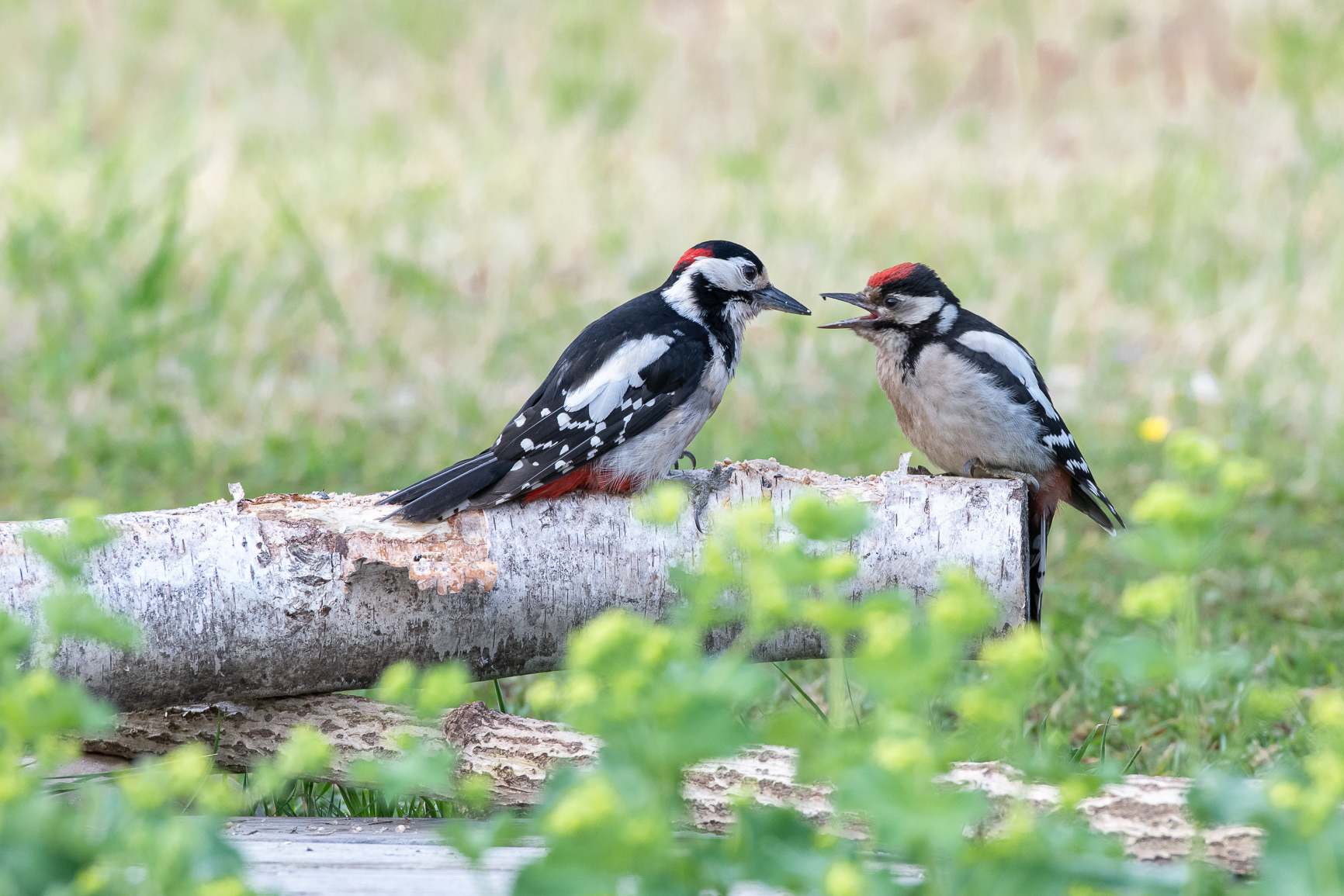 Grote Bonte Specht - Great Spotted Woodpecker