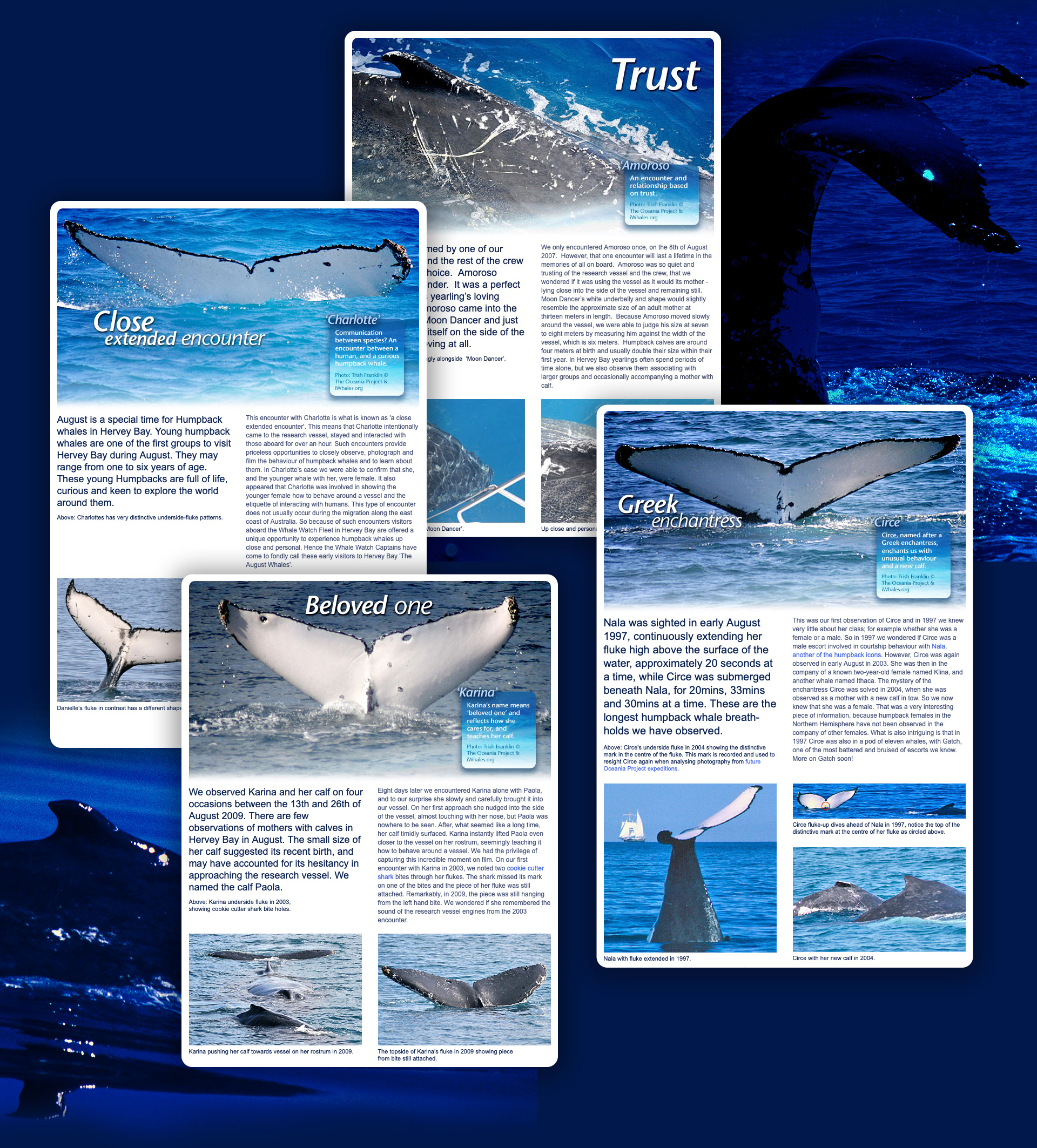 Collection of whale profiles showing structured layout and imagery.