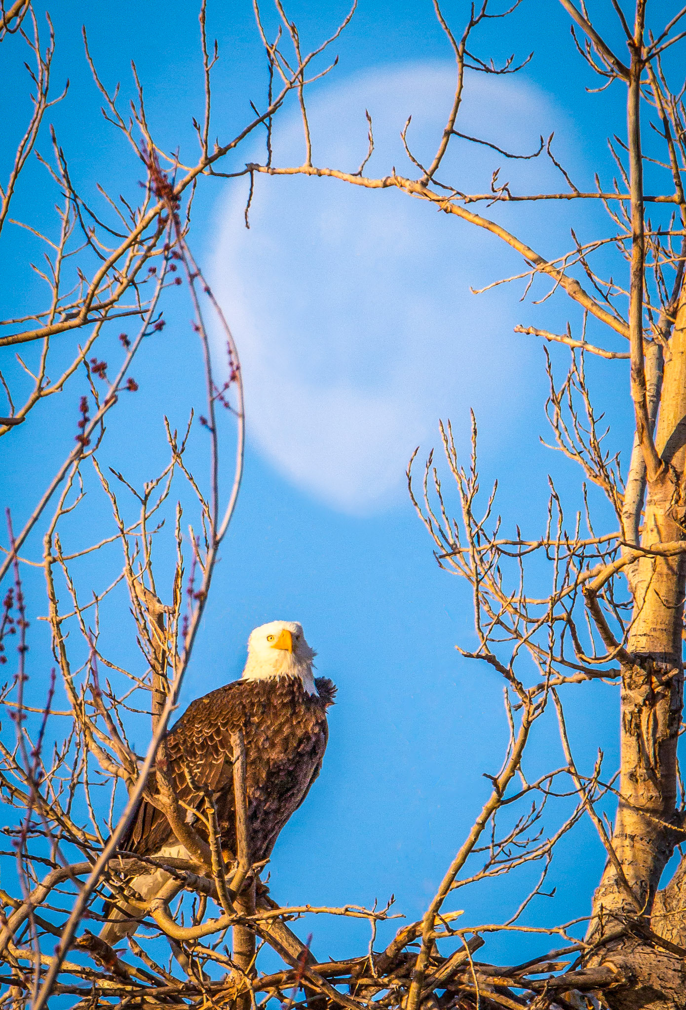 Bold Eagle wiht moon in background, sittin in his nest