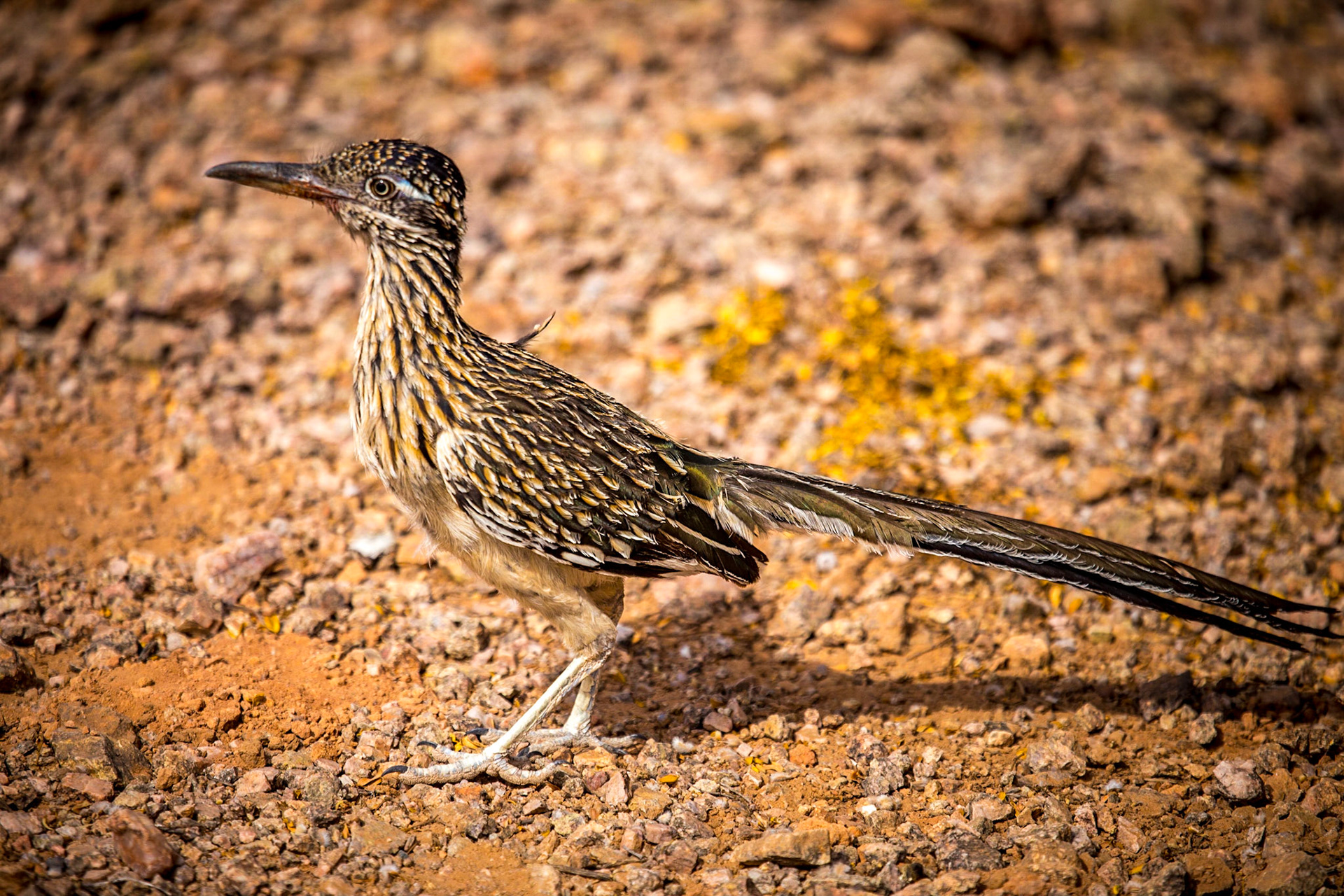 Roadrunner, bird in Sonoran desert
