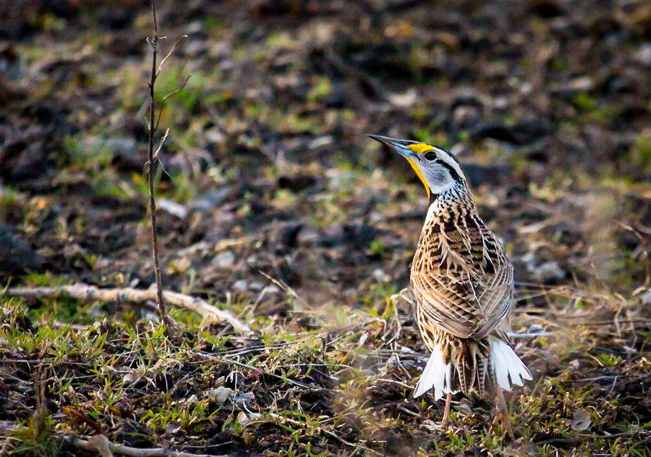 Western Meadowlark was wagging his tail to lure me away from his nest, Missouri river shore,