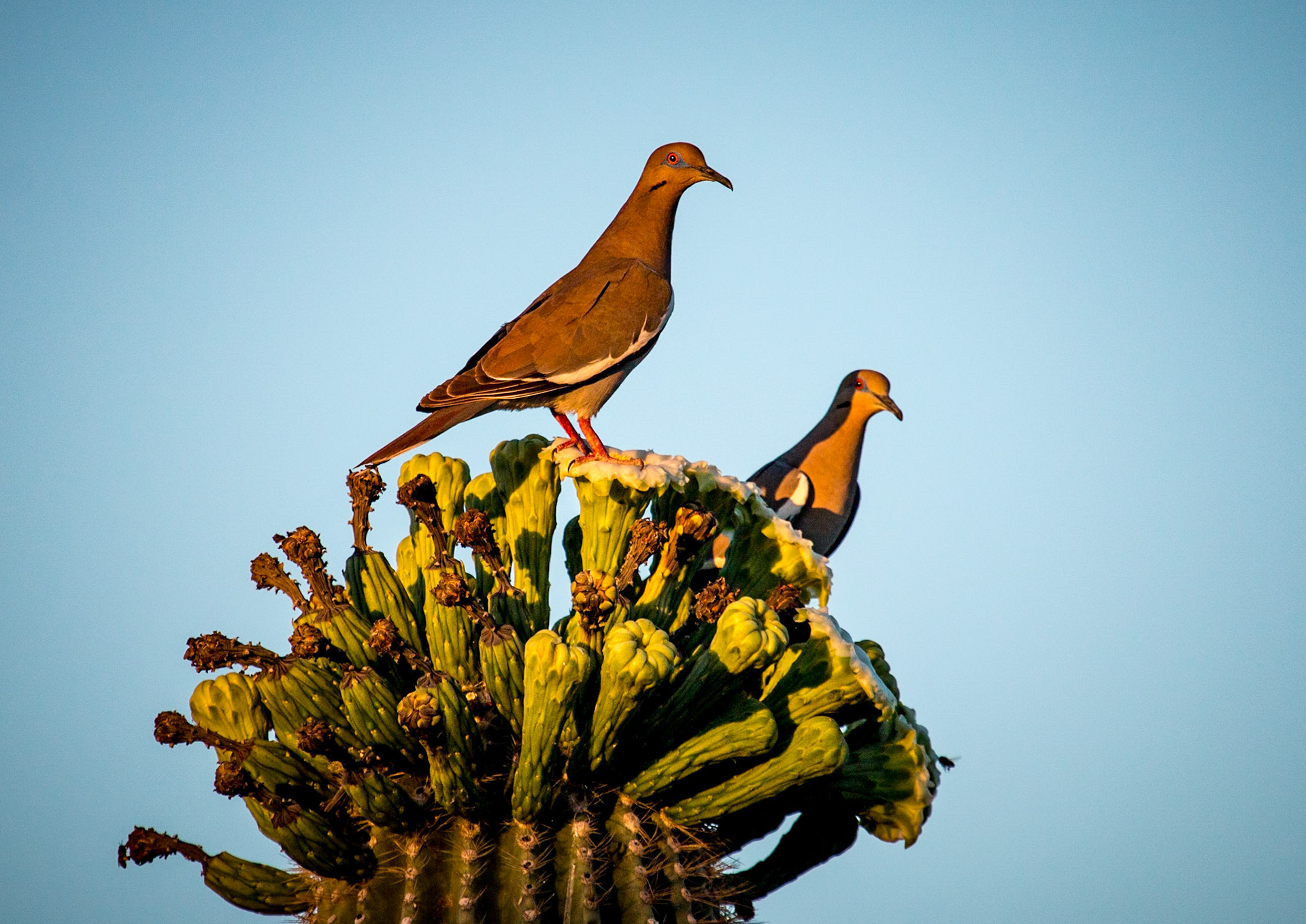 Woodpecker in Sequaro in morning light, Arizona