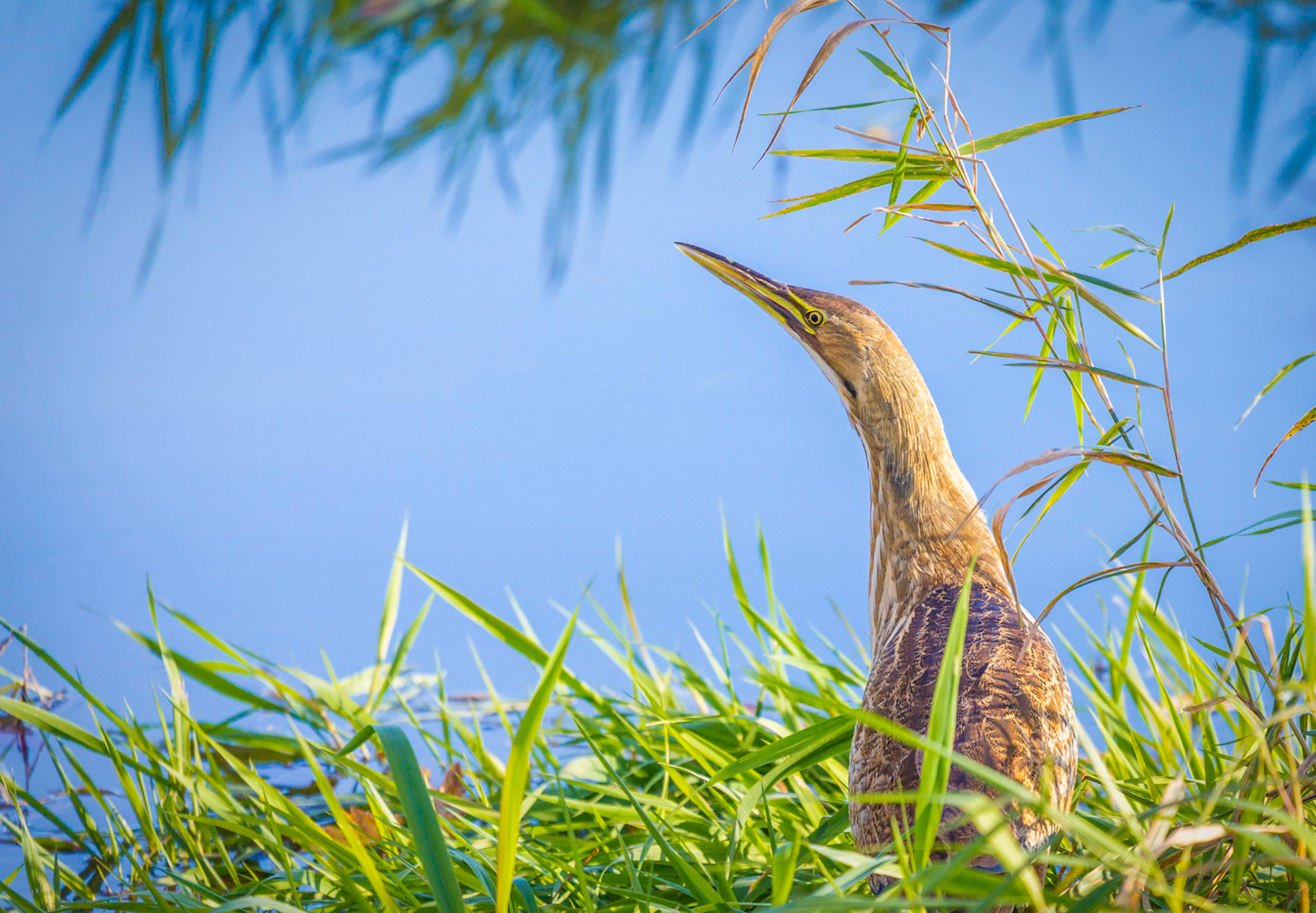 Least Bittern