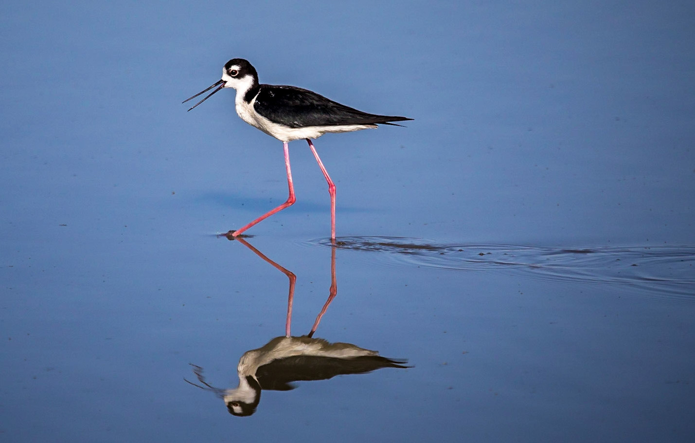 Black-necked Stilt
