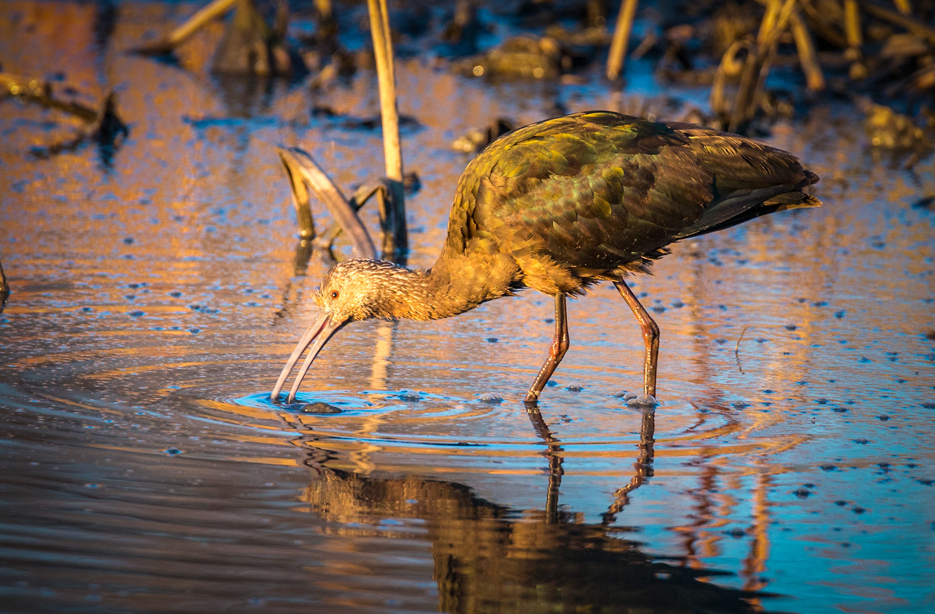 The Glossy Ibis (Plegadis falcinellus) is a wading bird in the ibis family Threskiornithidae.