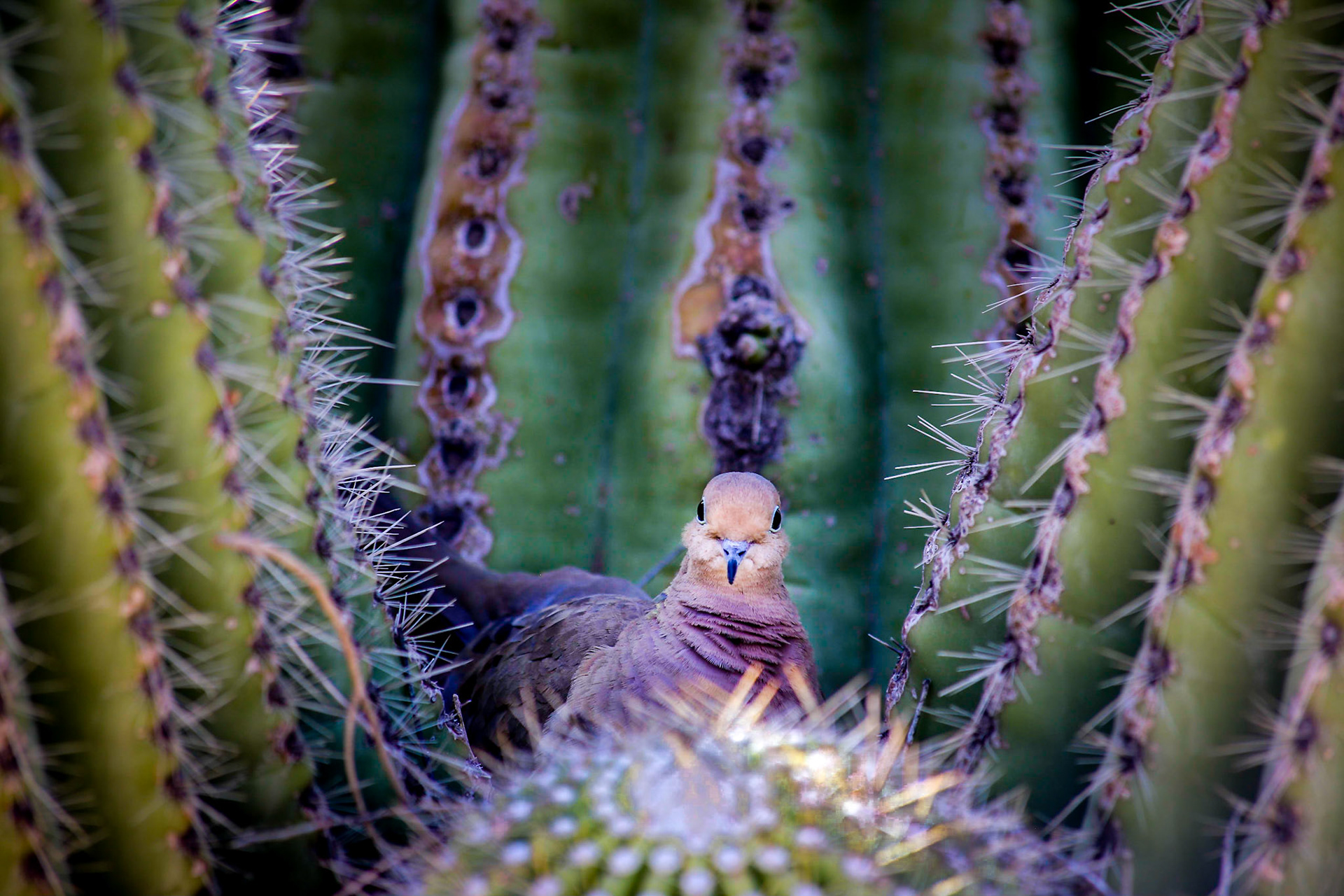 Bird's nest in seguaro cactus, Dove
