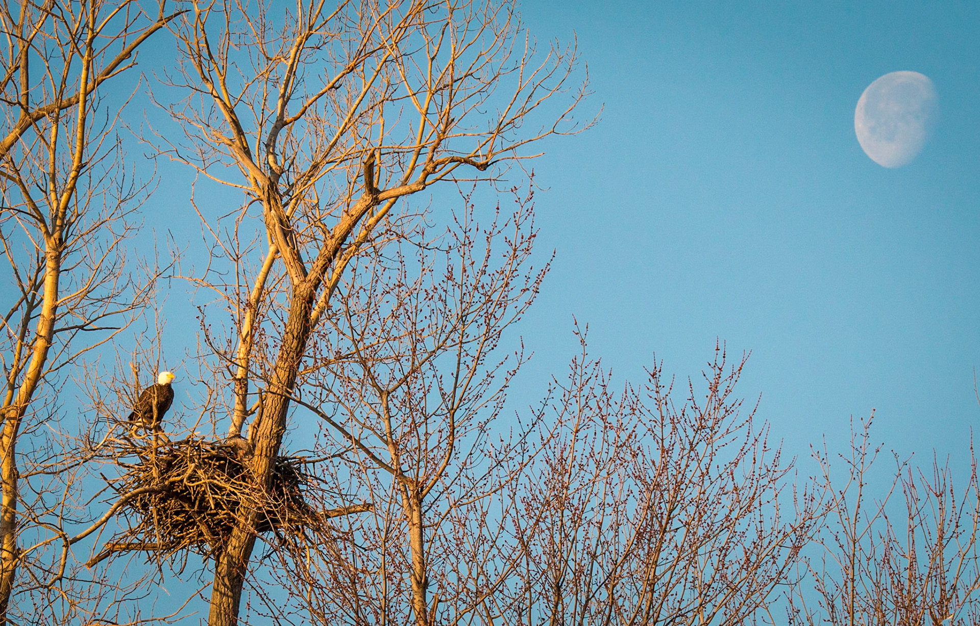 Bold eagle in his nest nest with moon in early morning light