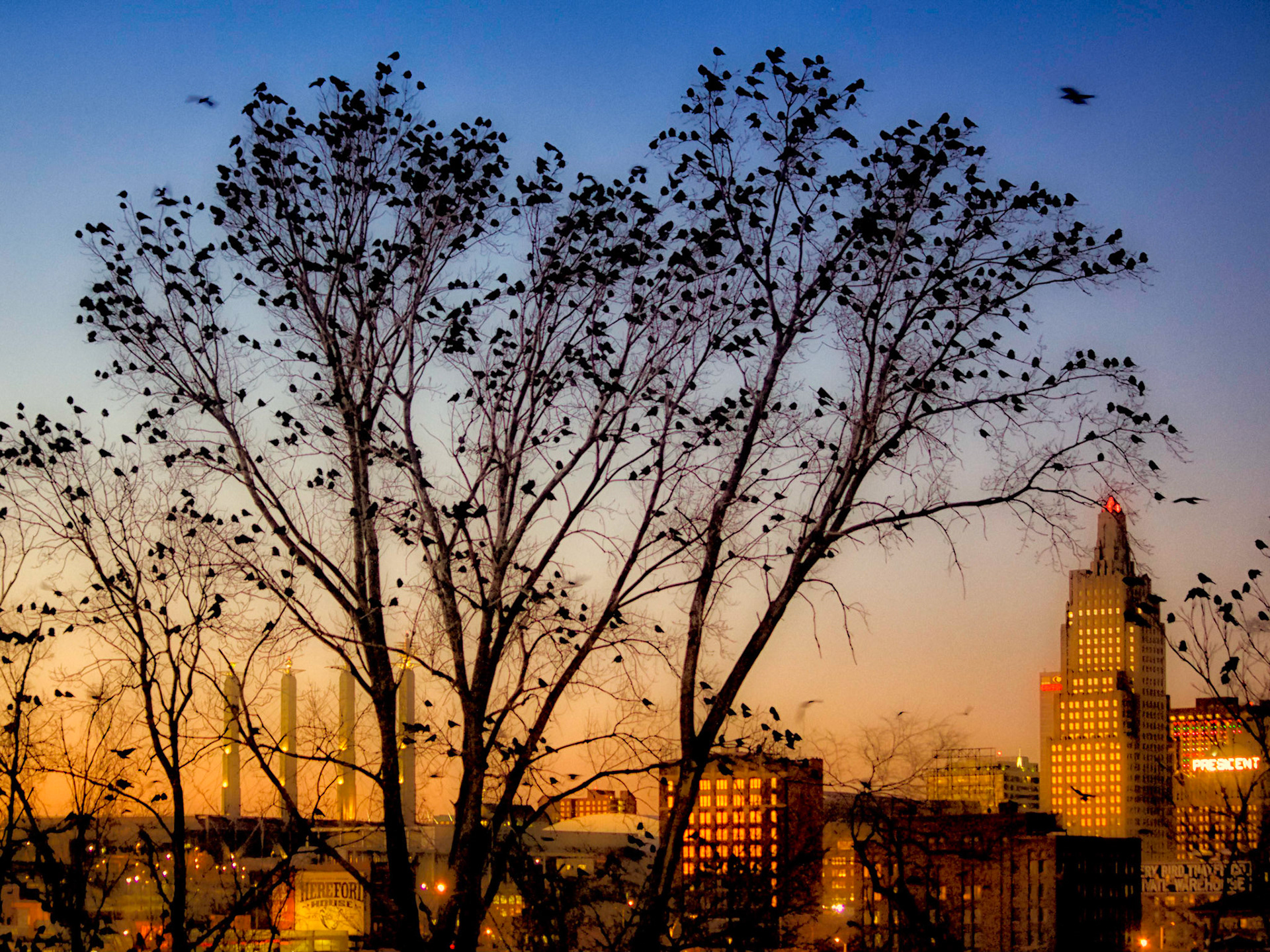 Migrating ravens searching for a place to rest