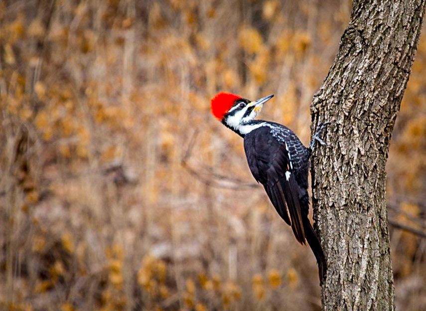 Red-headed Woodpecker on tree in winter time