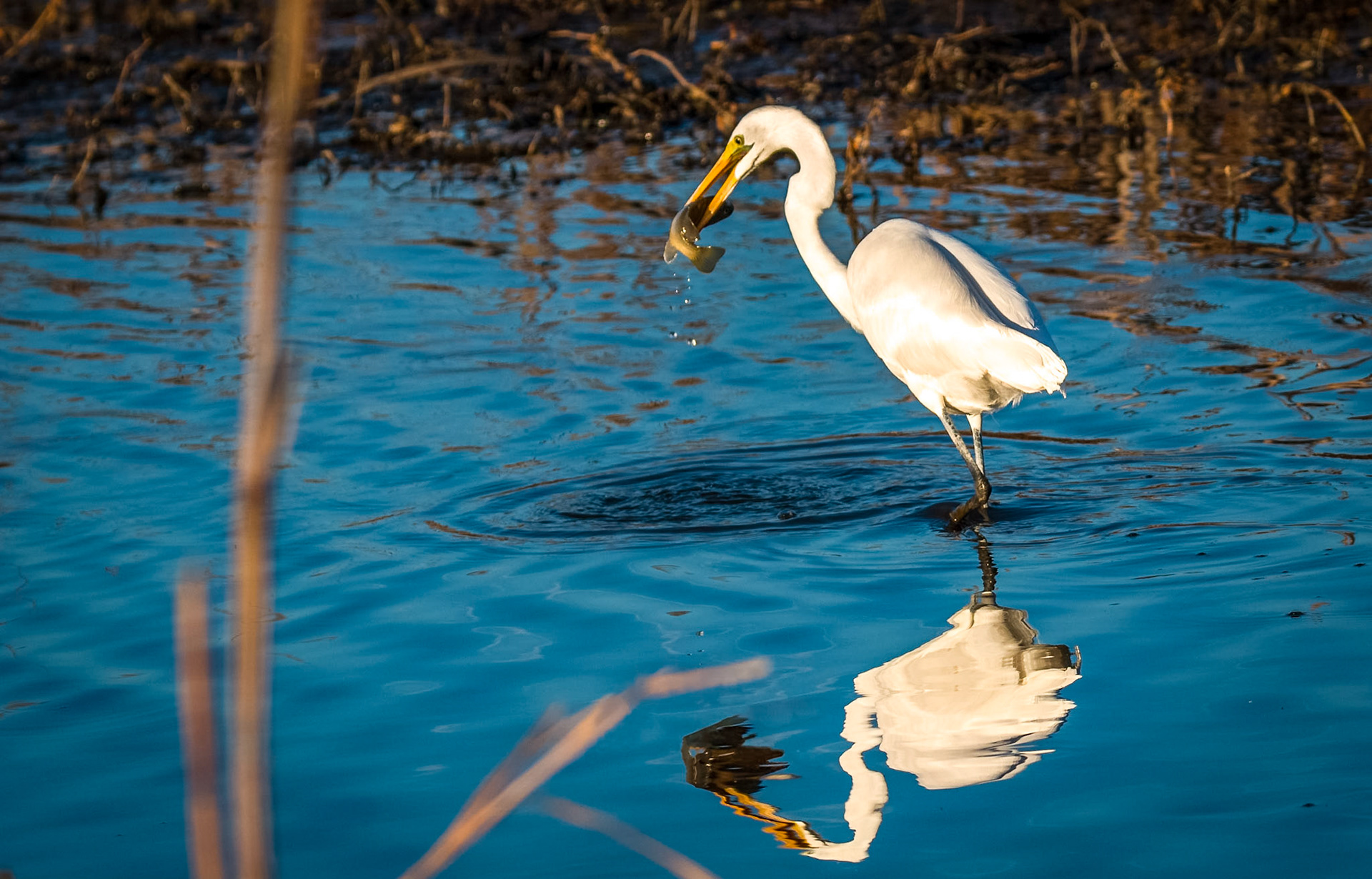 Great Egret
