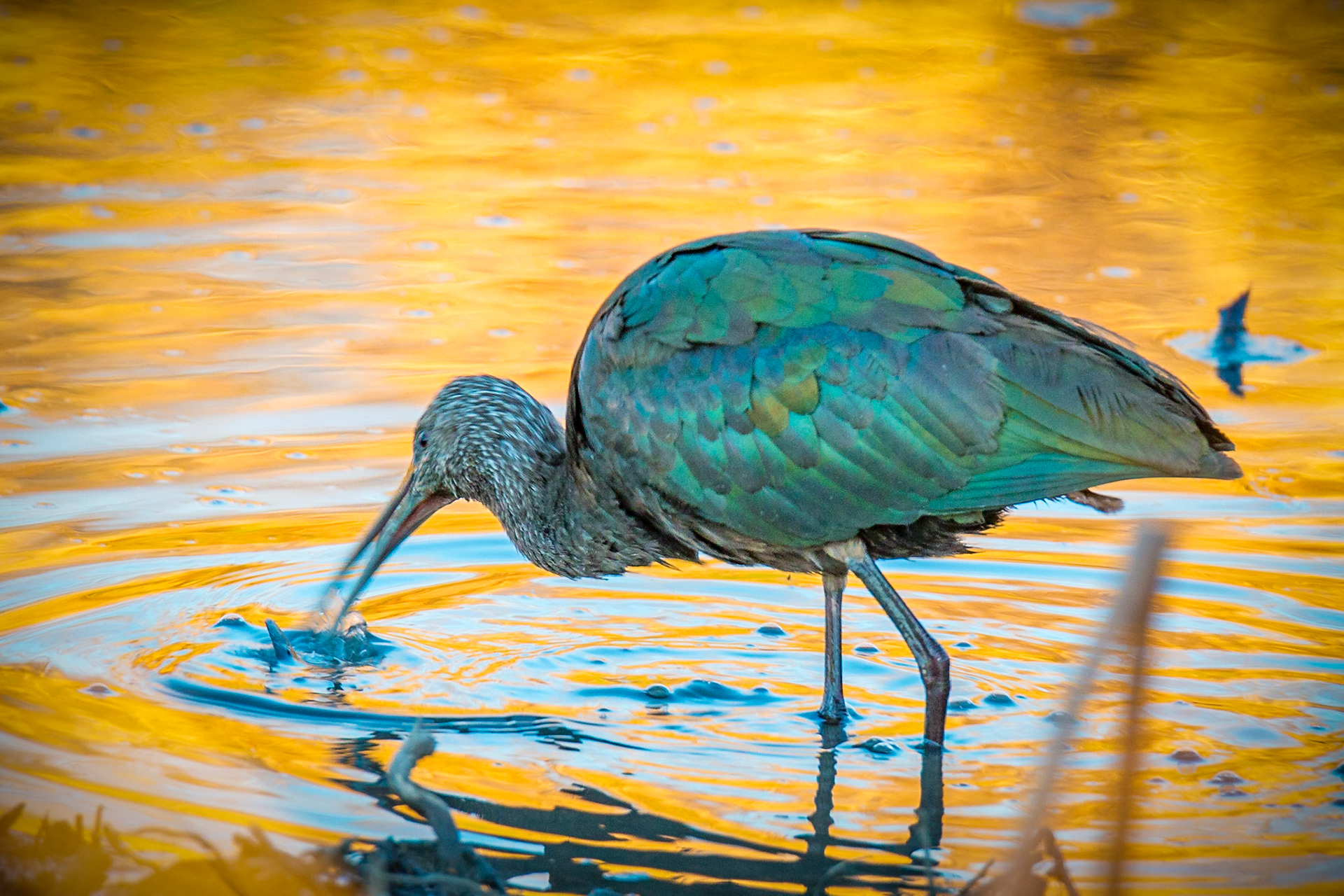 The Glossy Ibis (Plegadis falcinellus) is a wading bird in the ibis family Threskiornithidae.