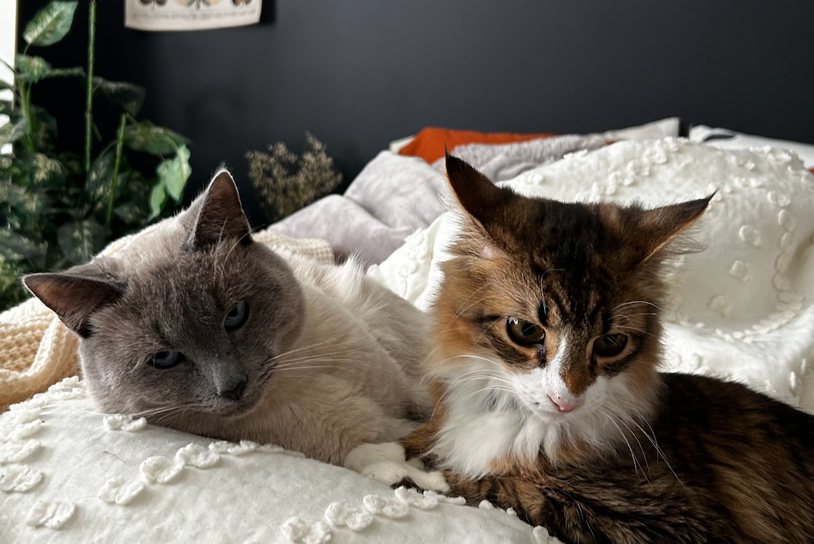 My sweet boys Leo & Kai