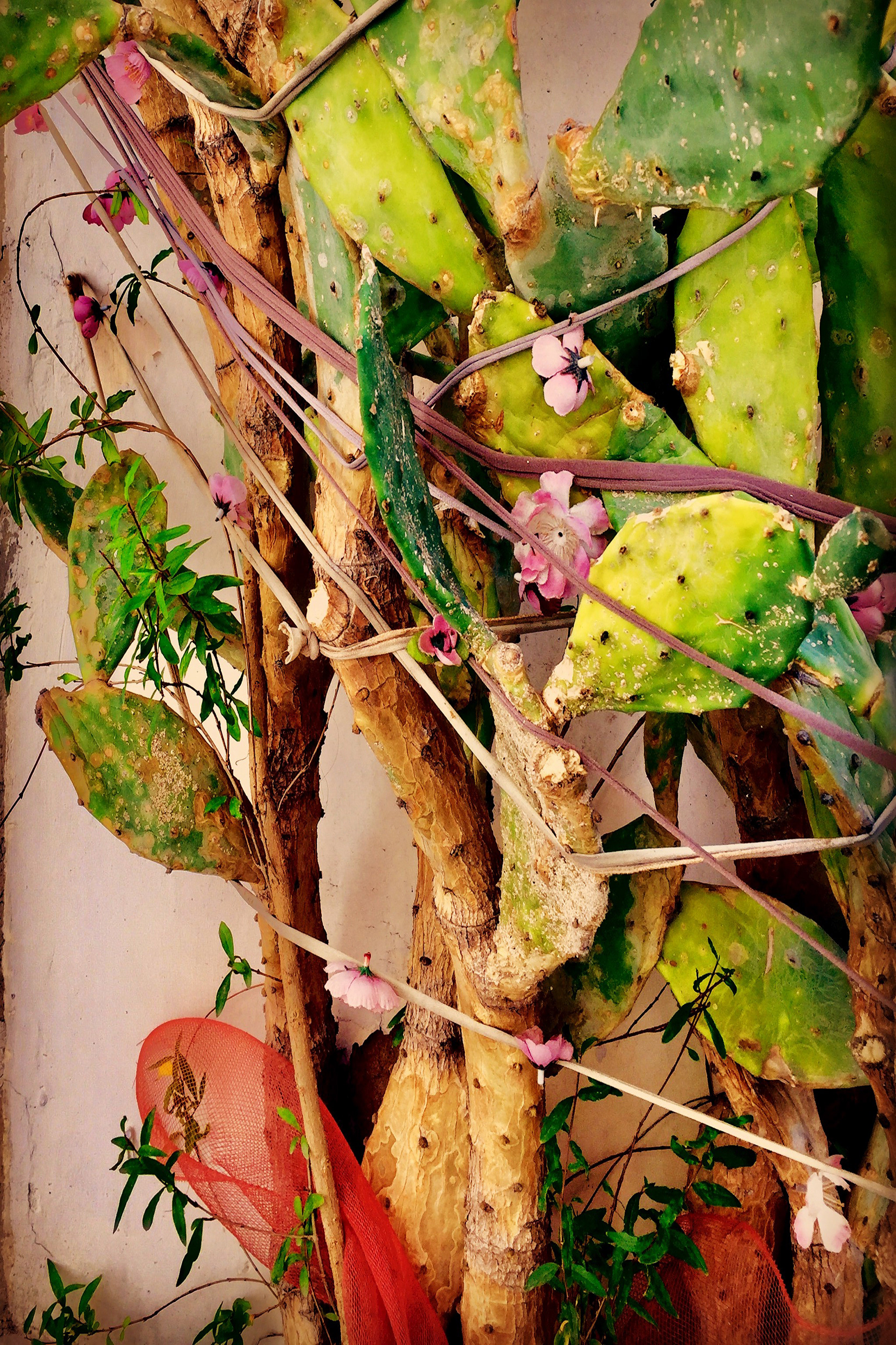Wallflower