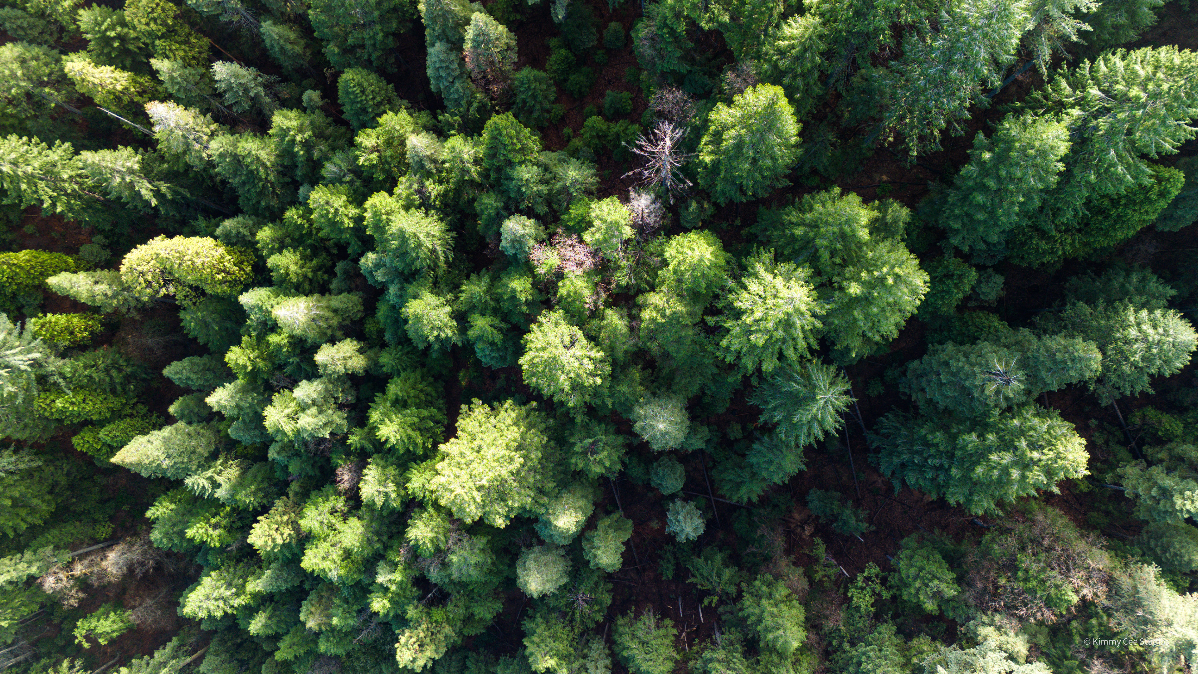 Drone Shot 