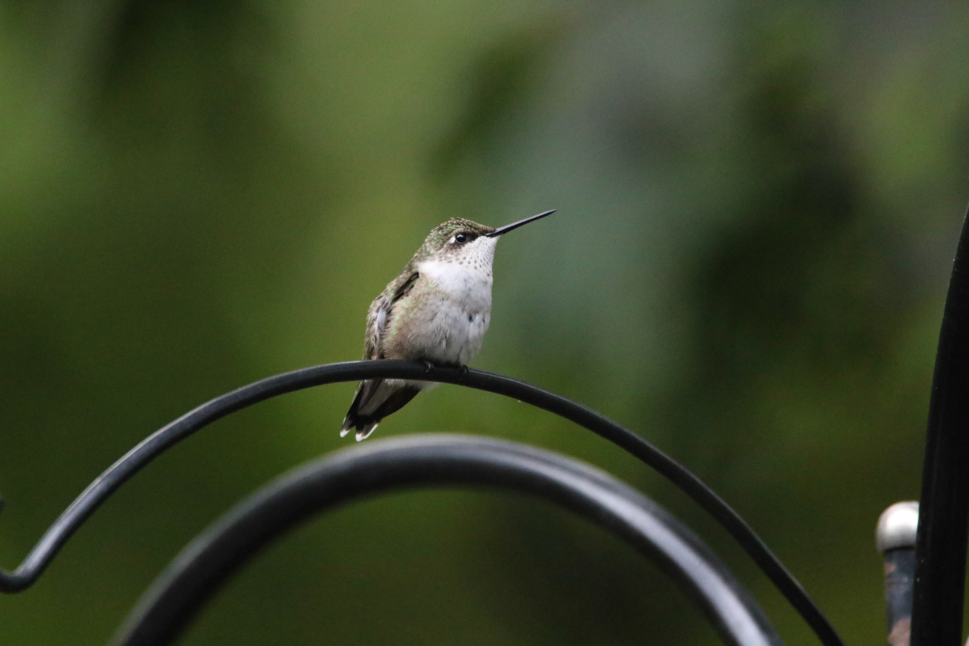 All images Ruby-throated Hummingbirds