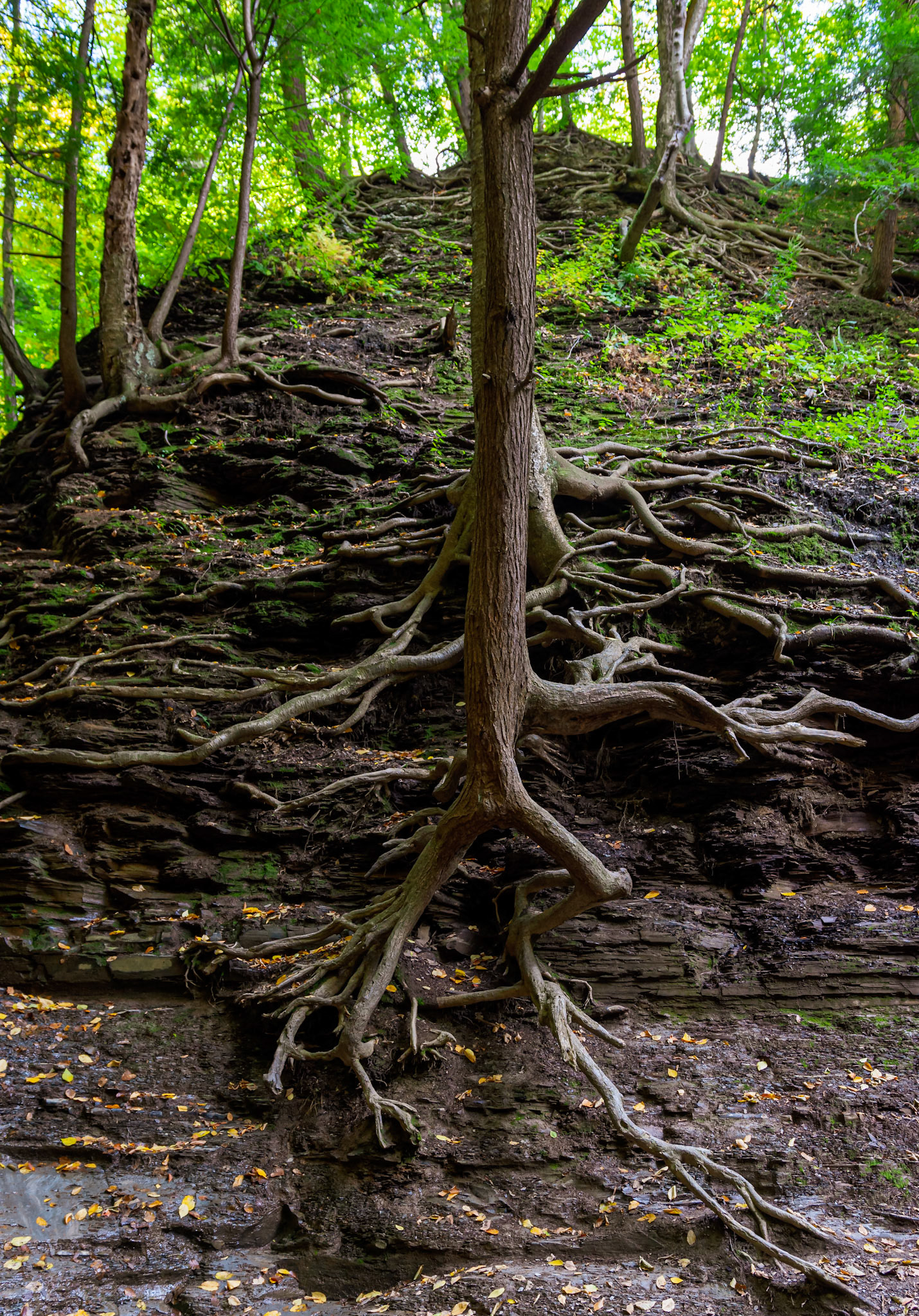 Rock climbing tree