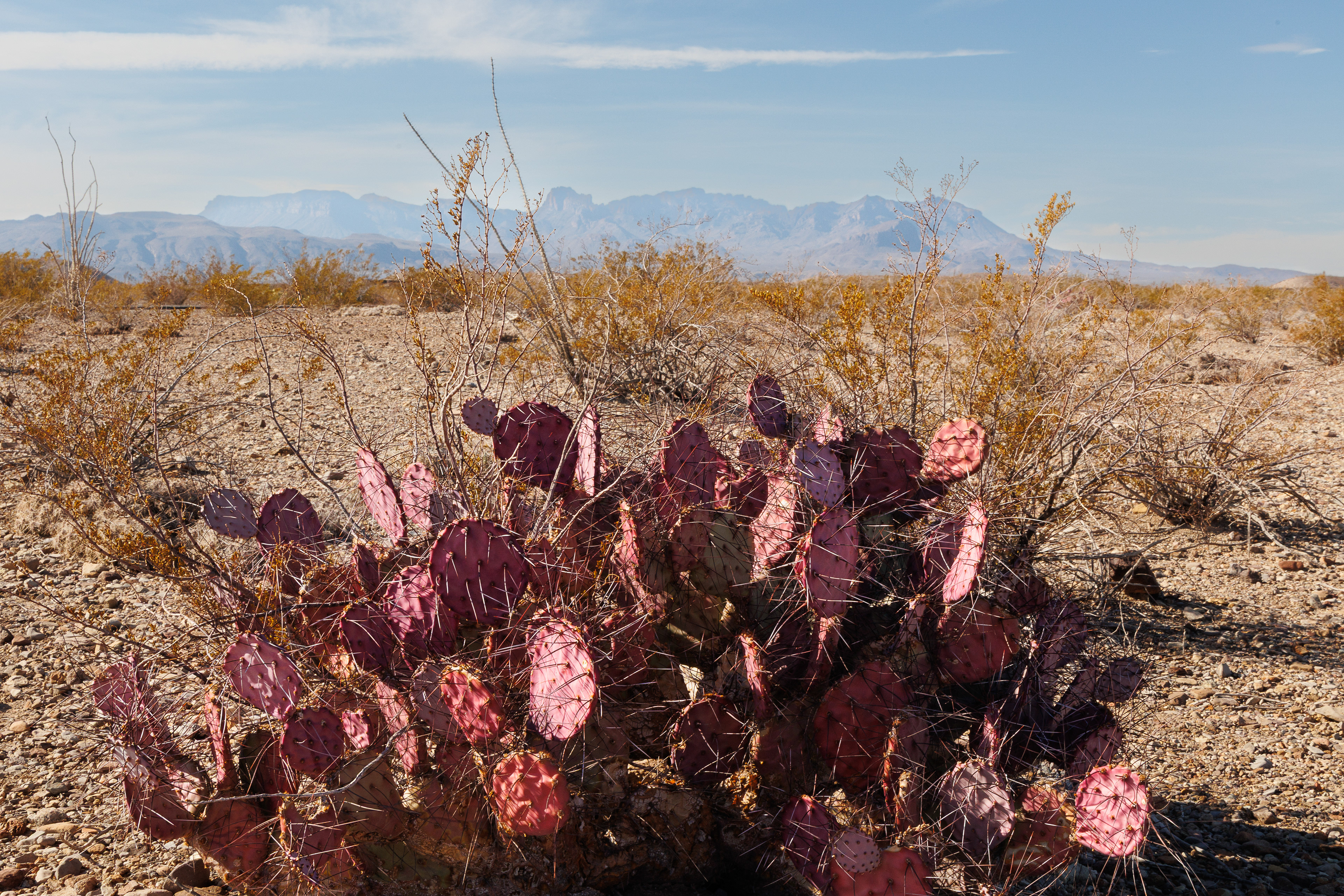 I loved these vibrant pink cacti that were throughout the parl