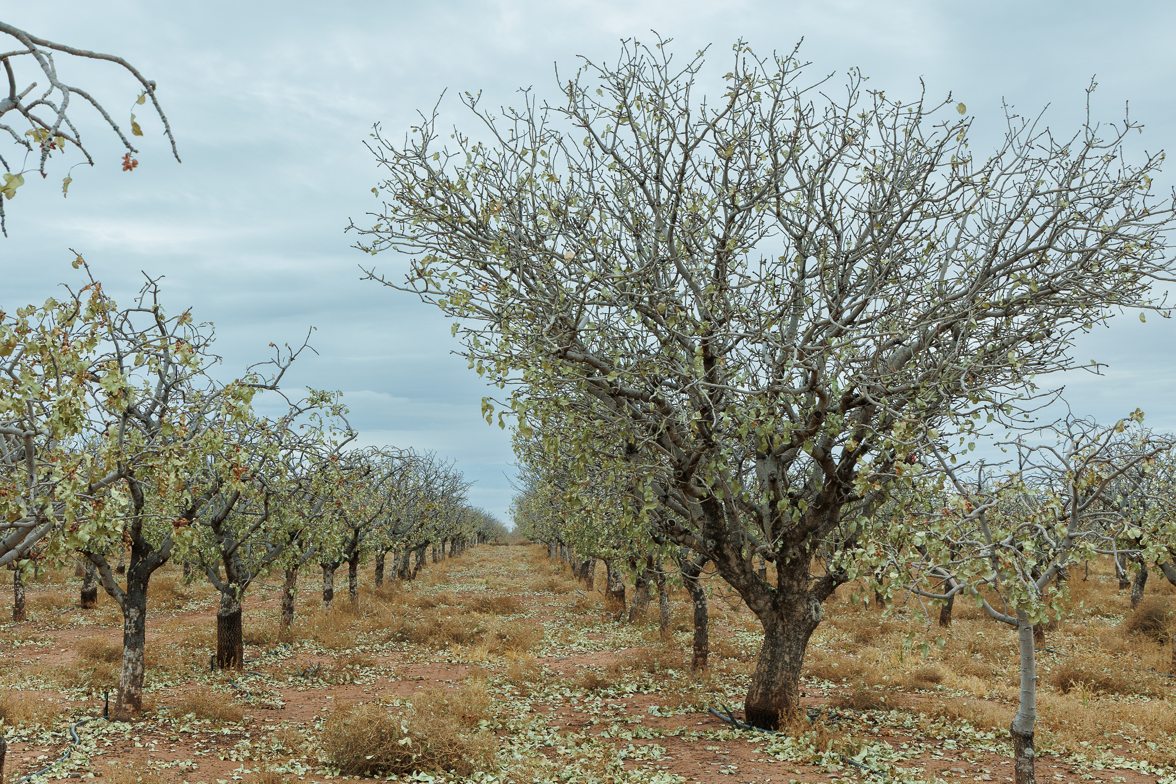 one of the oldest trees on the farm