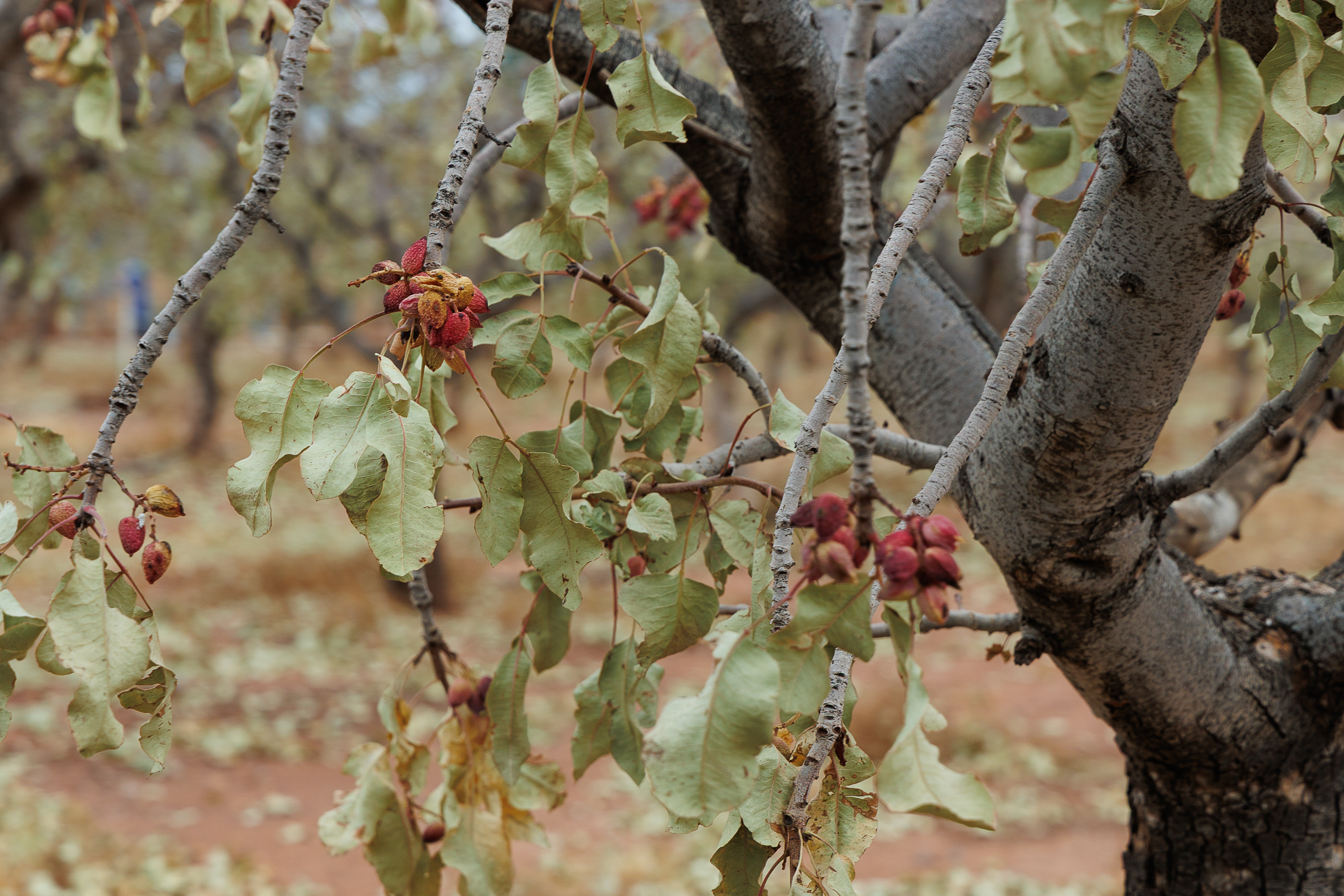 Did you know this is how pistachios grew?