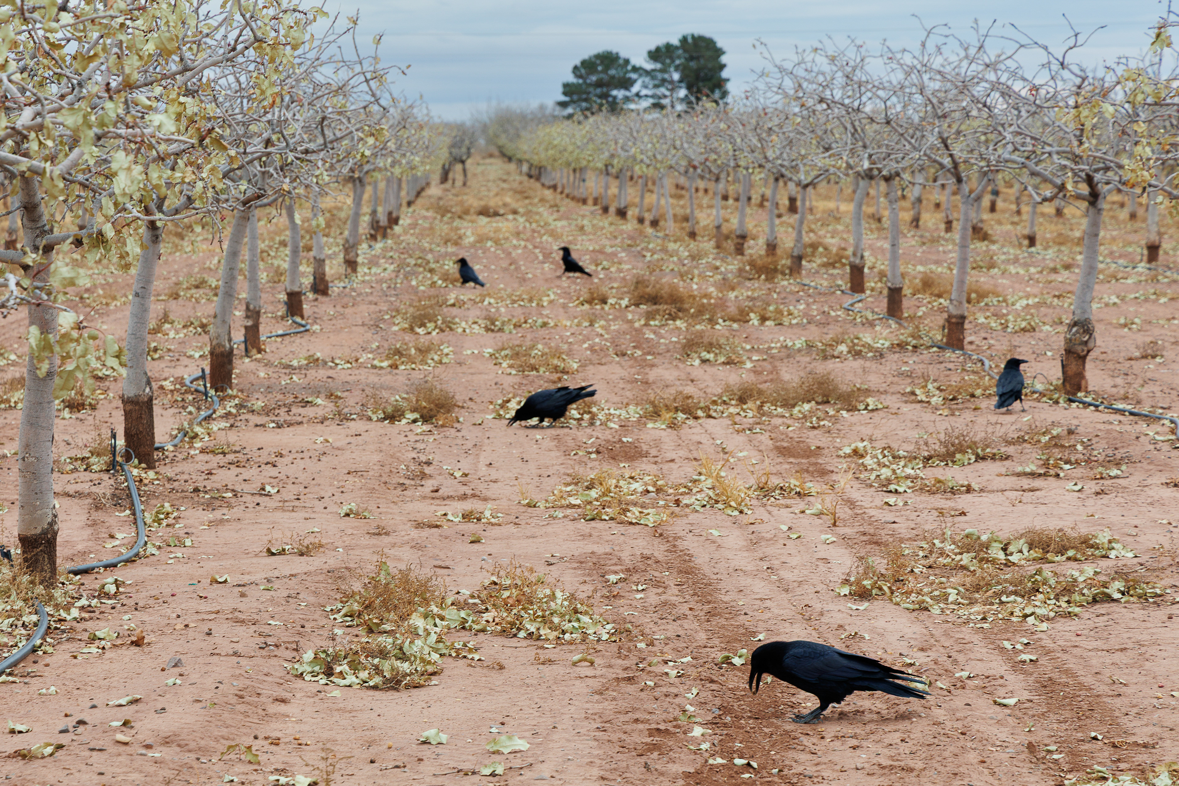 touring the pistachio fields... the crows are the cleanup crew