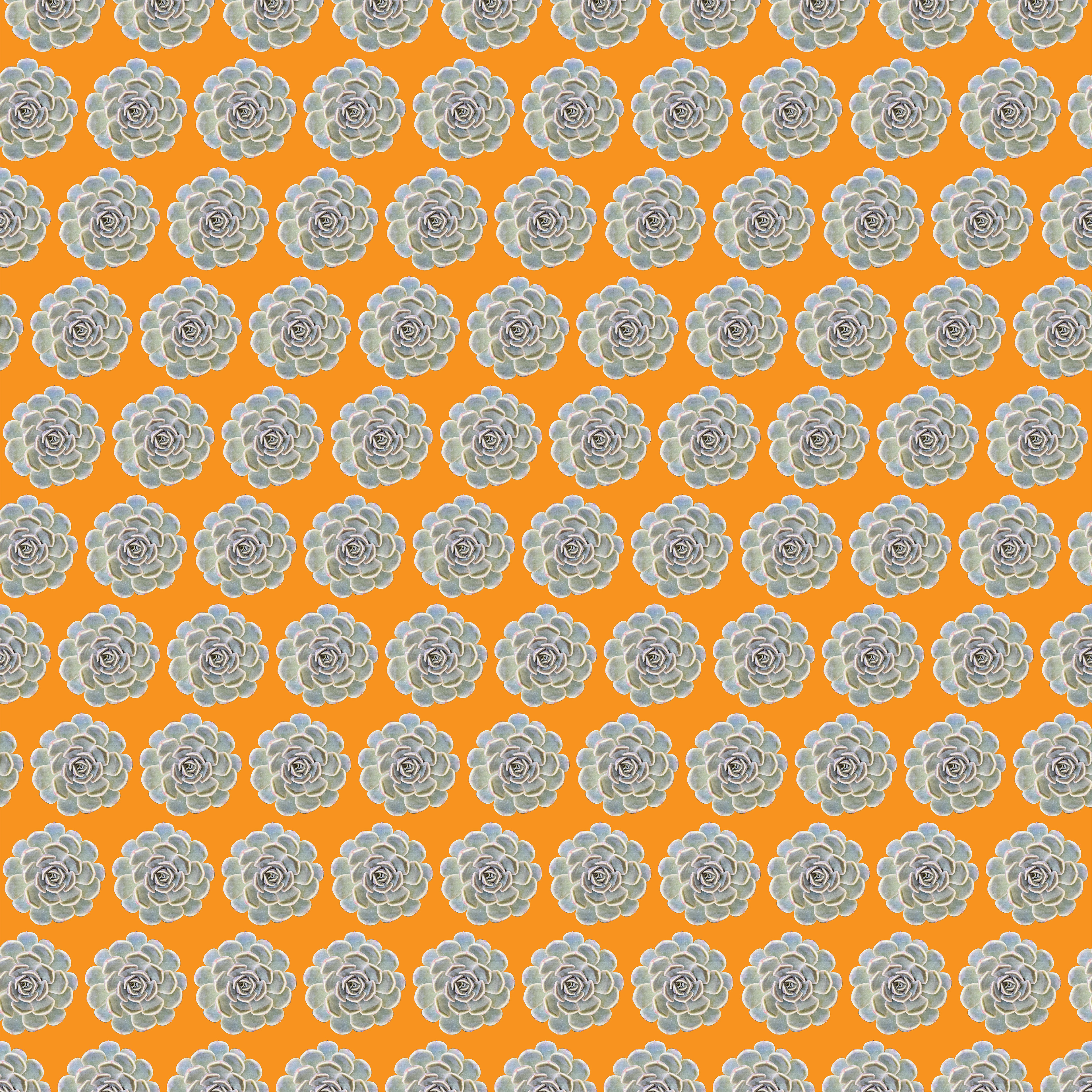 Pattern echeveria hyalina