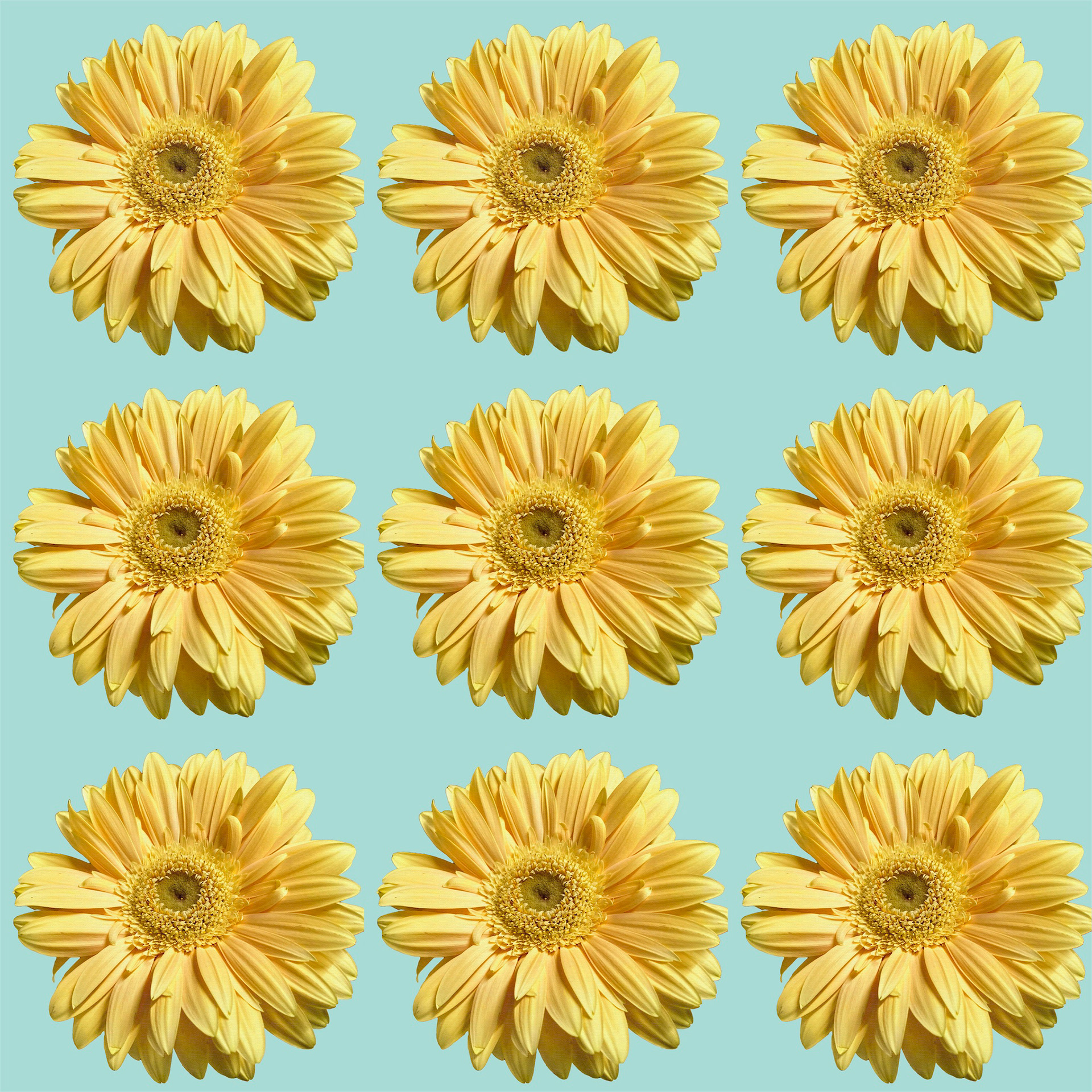 Gerbera pattern
