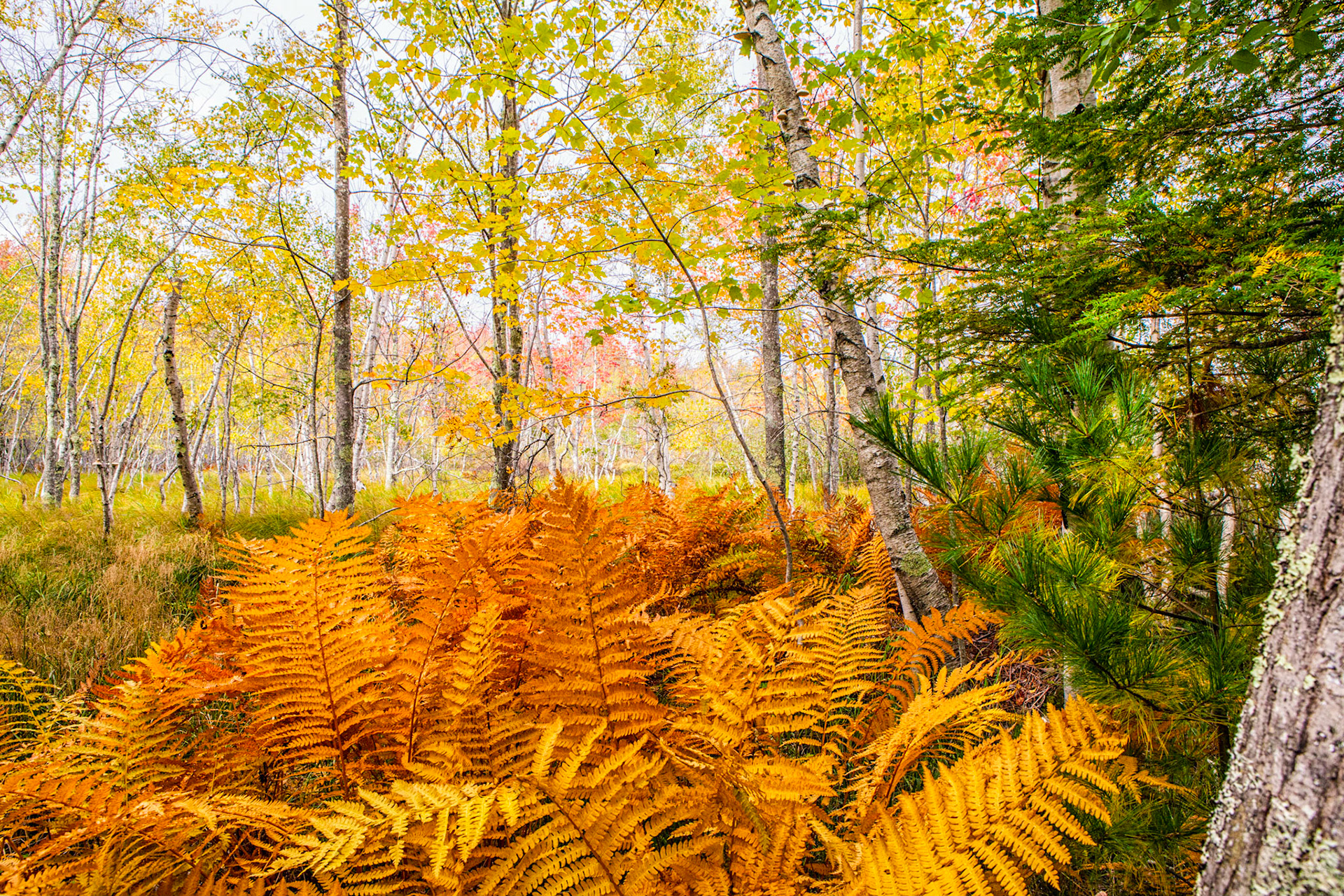 Jesup Path - Mt. Desert Island, Maine