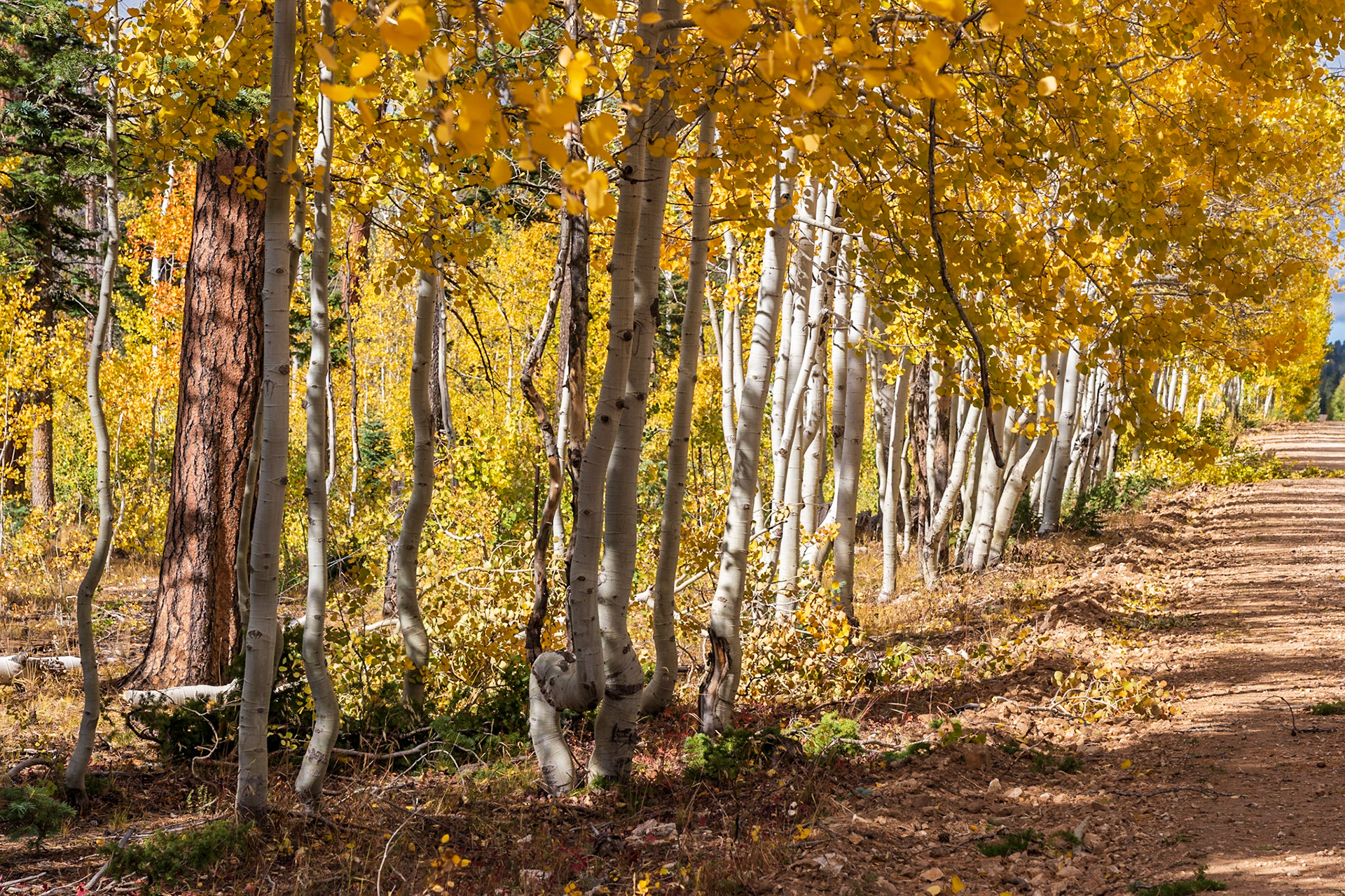 North Rim, Grand Canyon National Park, North Rim, Arizona