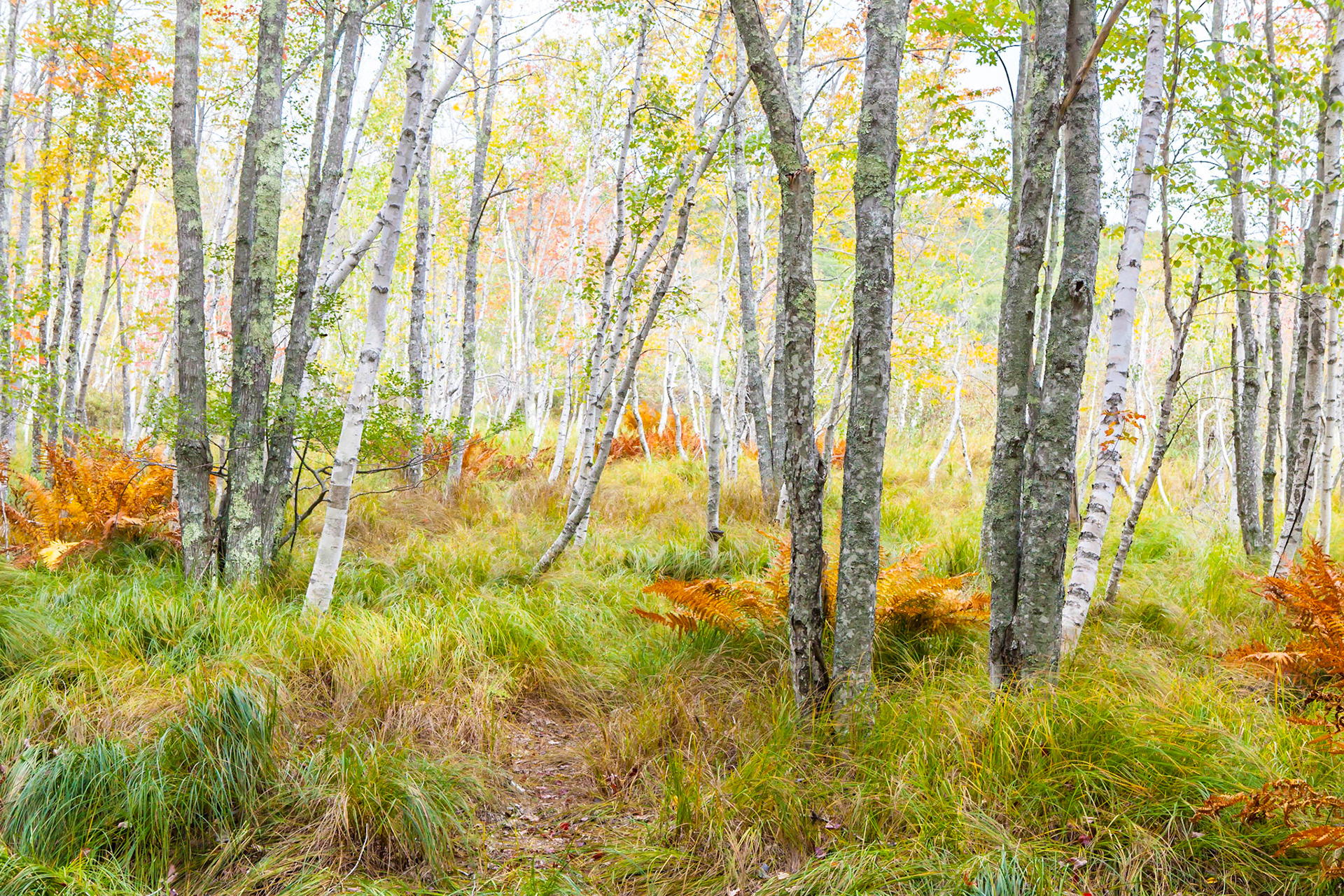 Jesup Path - Mt. Desert Island, Maine