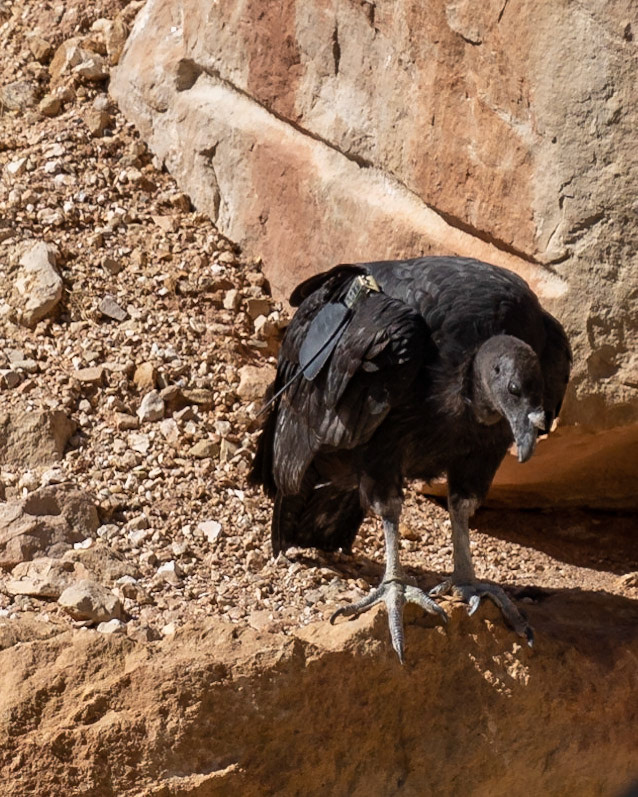 Marble Canyon, Arizona