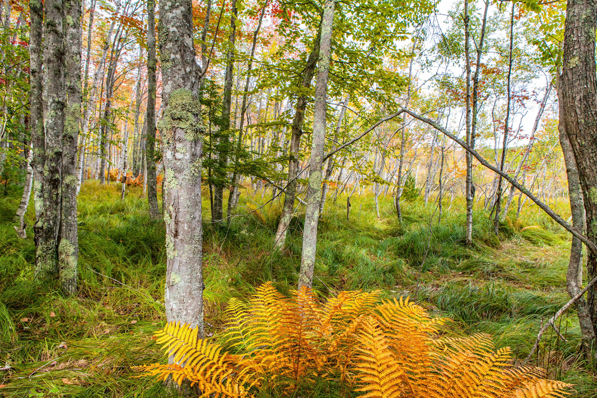 Jesup Path - Mt. Desert Island, Maine