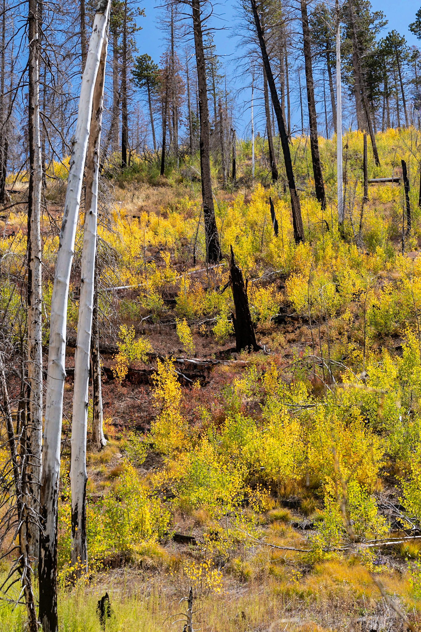 North Rim, Grand Canyon National Park, North Rim, Arizona