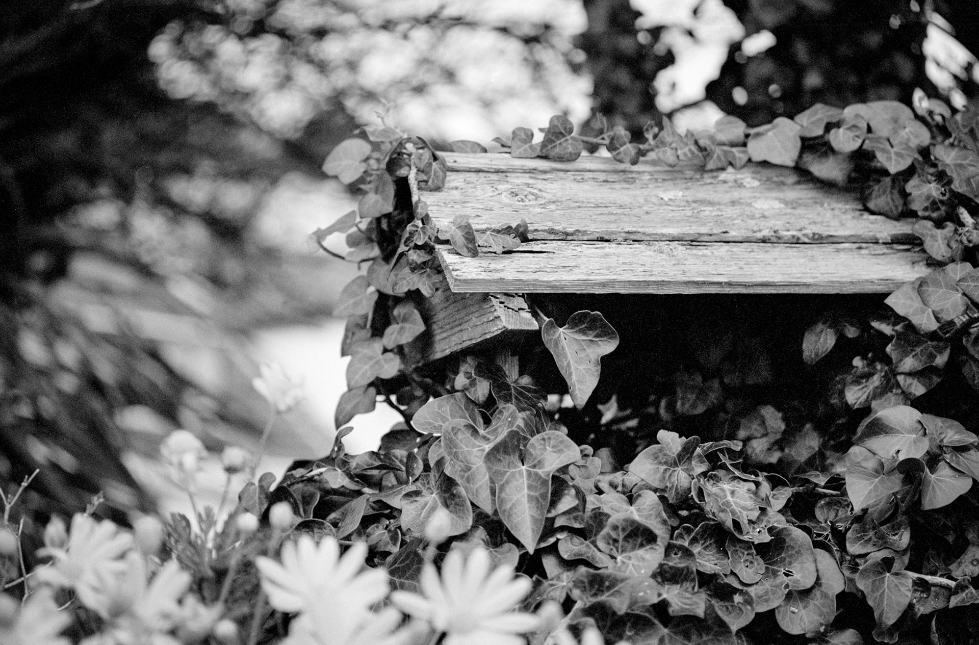 Canon AE1 | π XP2