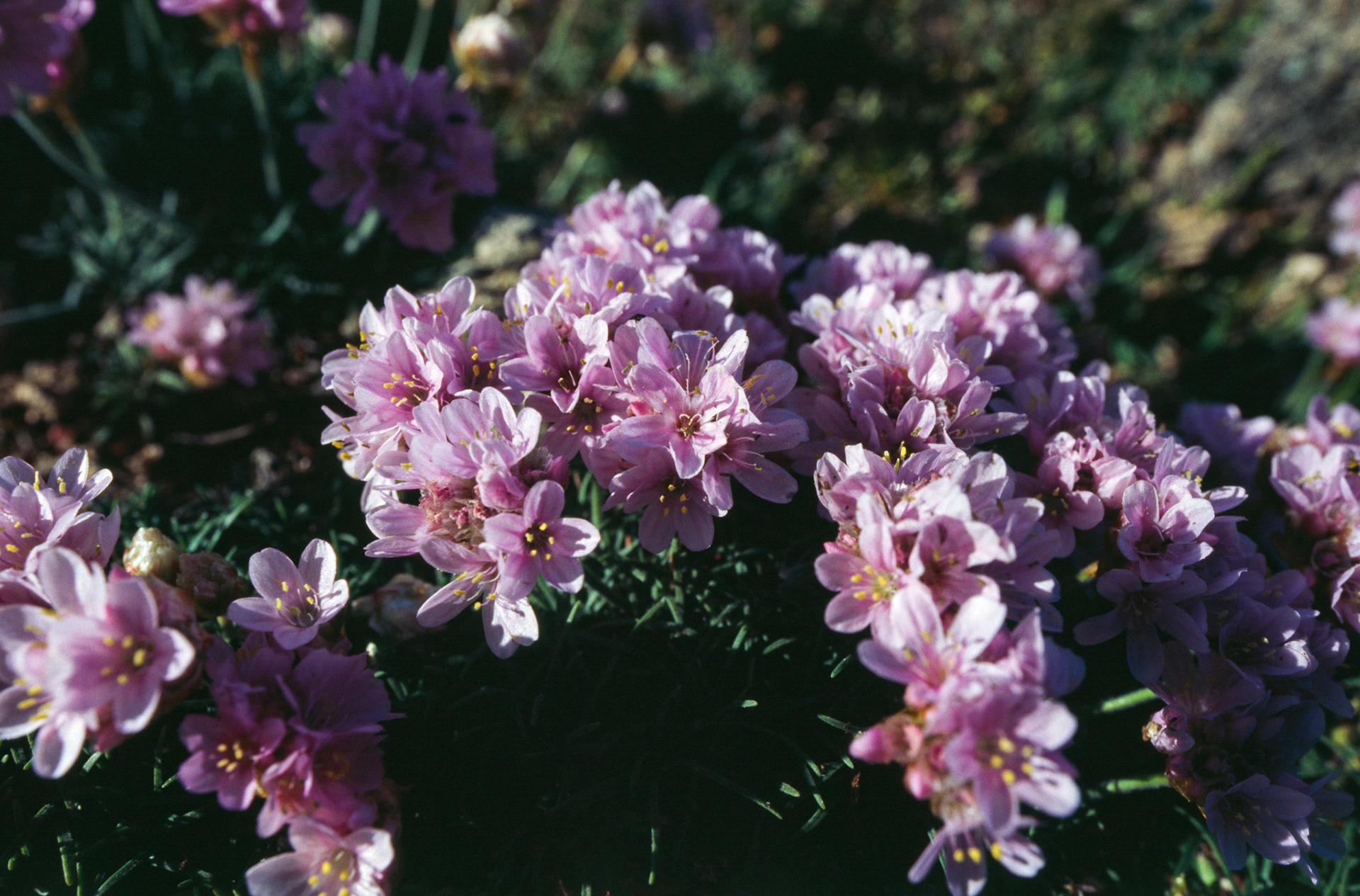 Canon EOS 1N | π Ektachrome 100