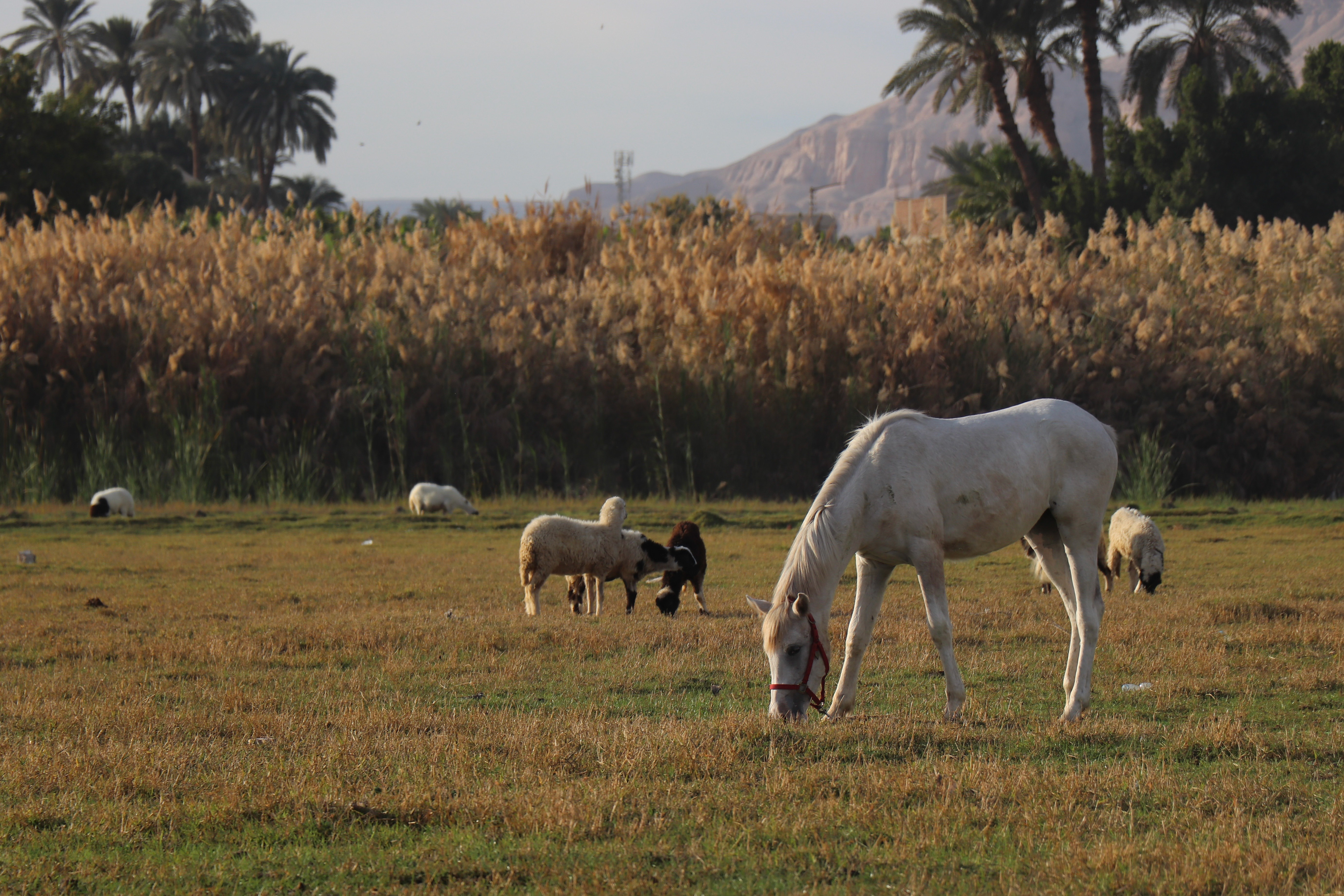Luxor, Egypt - February 2, 2025