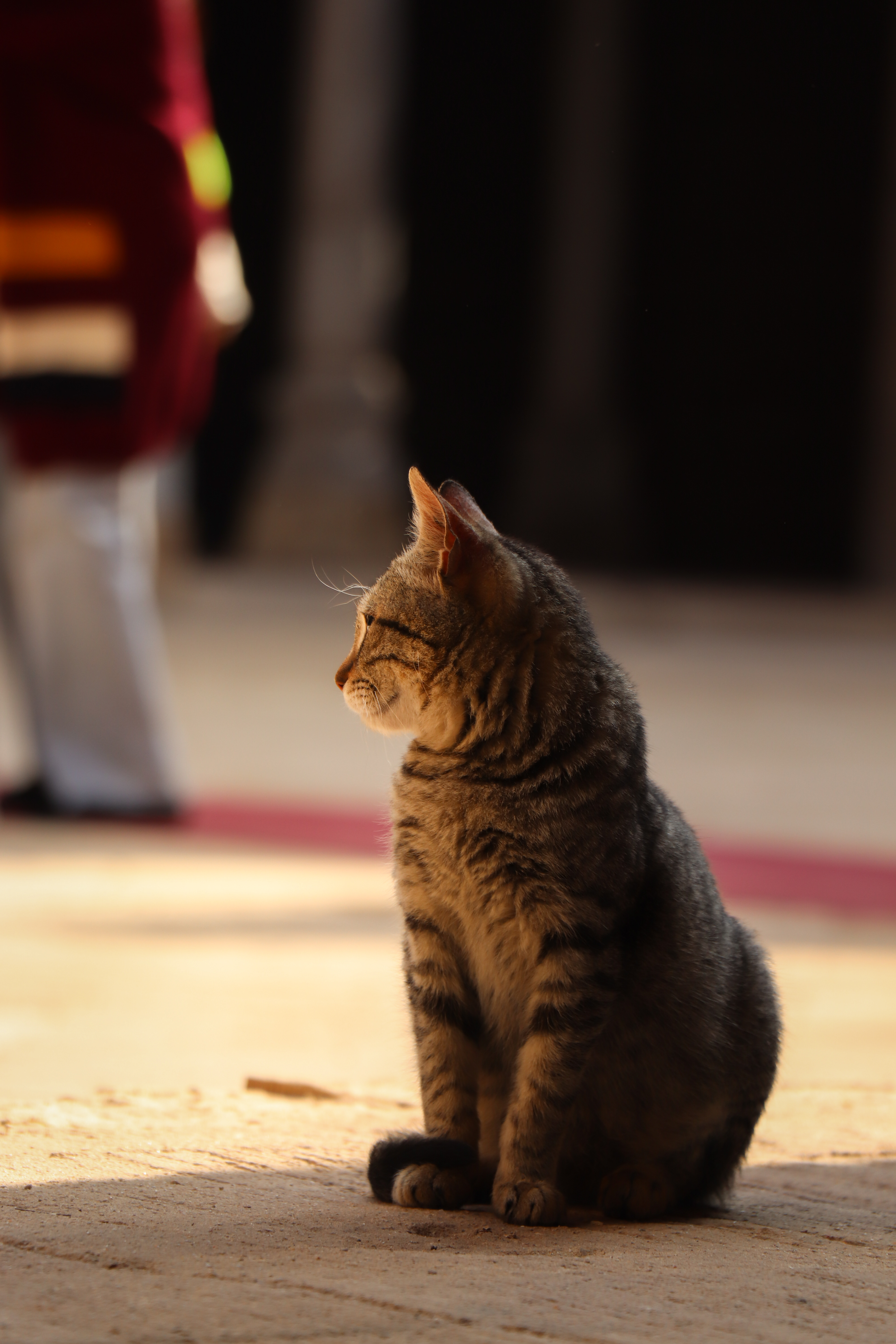 Mosque of Muhammad Ali, Cairo, Egypt - January 31, 2025