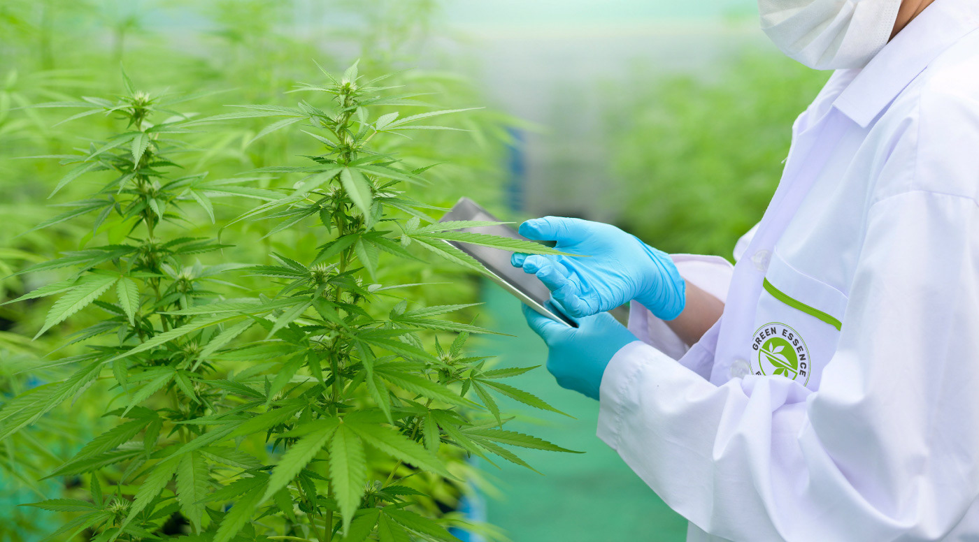 Cannabis laboratory or plantation with a research analyst in a white laboratory gown and iPad