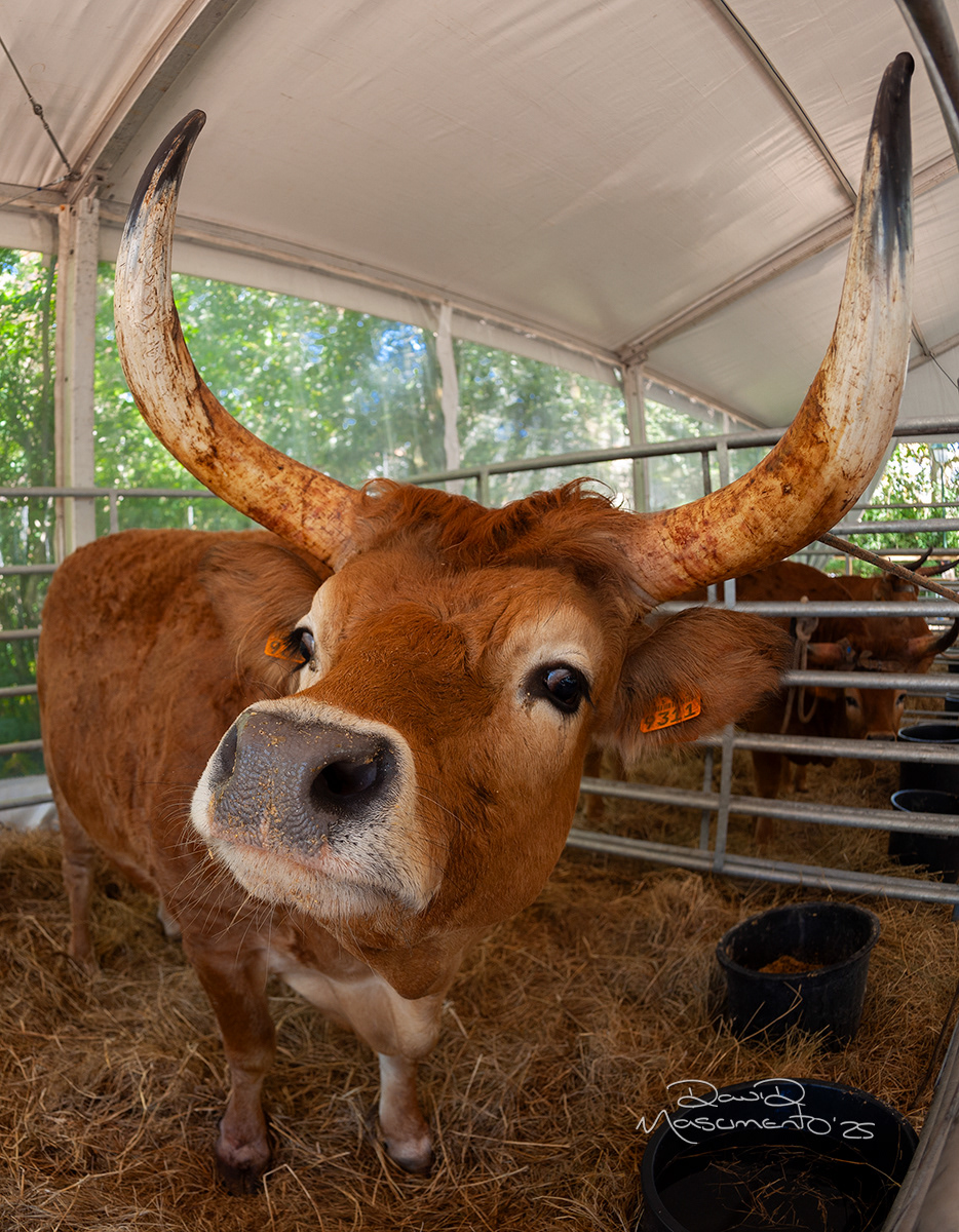 Xll Oeste Lusitano - Caldas da Rainha, Portugal - 16mm Exposure: 1/30 sec, f/5.6,  ISO 200 Time 12:24