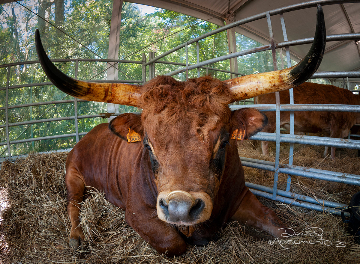 Xll Oeste Lusitano - Caldas da Rainha, Portugal - 16mm Exposure: 1/30 sec, f/5.6,  ISO 200 Time 12:29