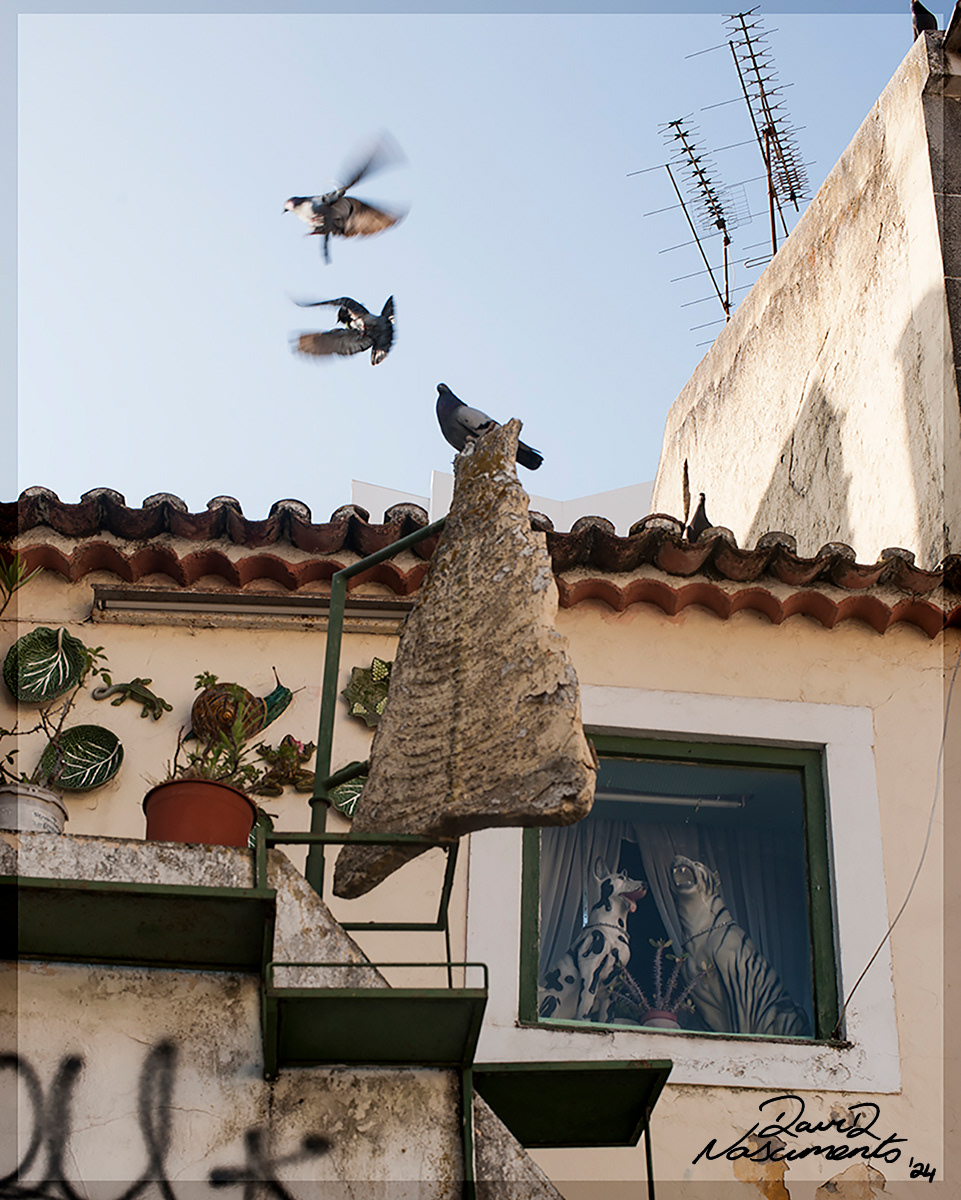 Caldas da Rainha, Portugal - 50mm Exposure: 1/125 sec, f/8,  ISO 100 Time 17:25