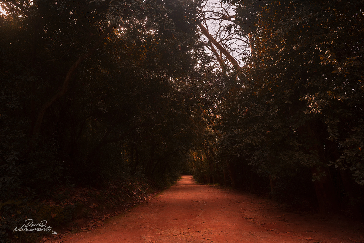 Mata Dona Leonor - Caldas da Rainha, Portugal - 28mm Exposure: 1/30 sec, f/5.6,  ISO 100 Time 10:21