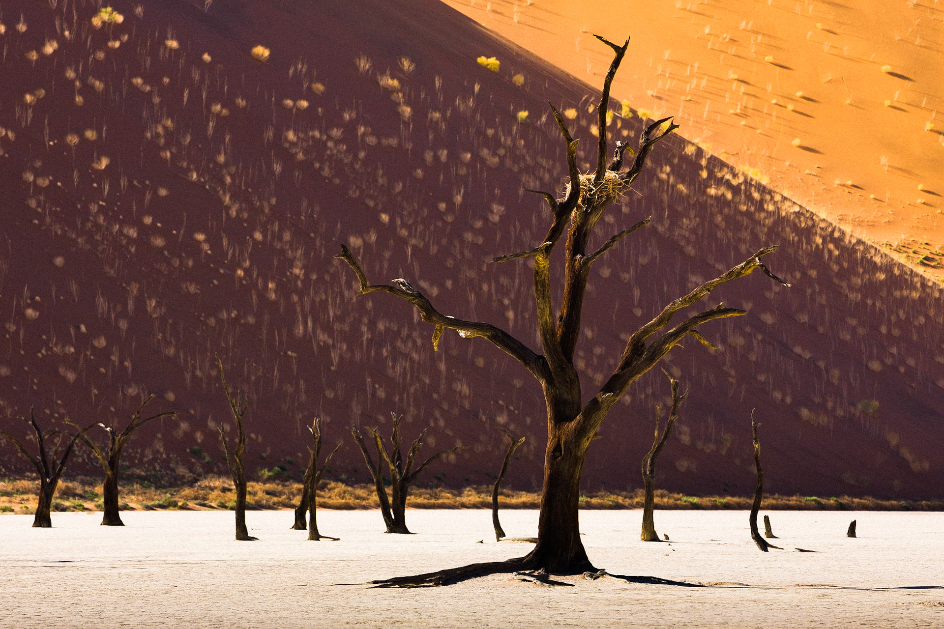 Jeden z mnoha pohledů na mrtvé akácie v Dead Vlei. Opuštěnost a bezútěšnost ještě více umoc´ˇnují hnízda na jejich torzech.