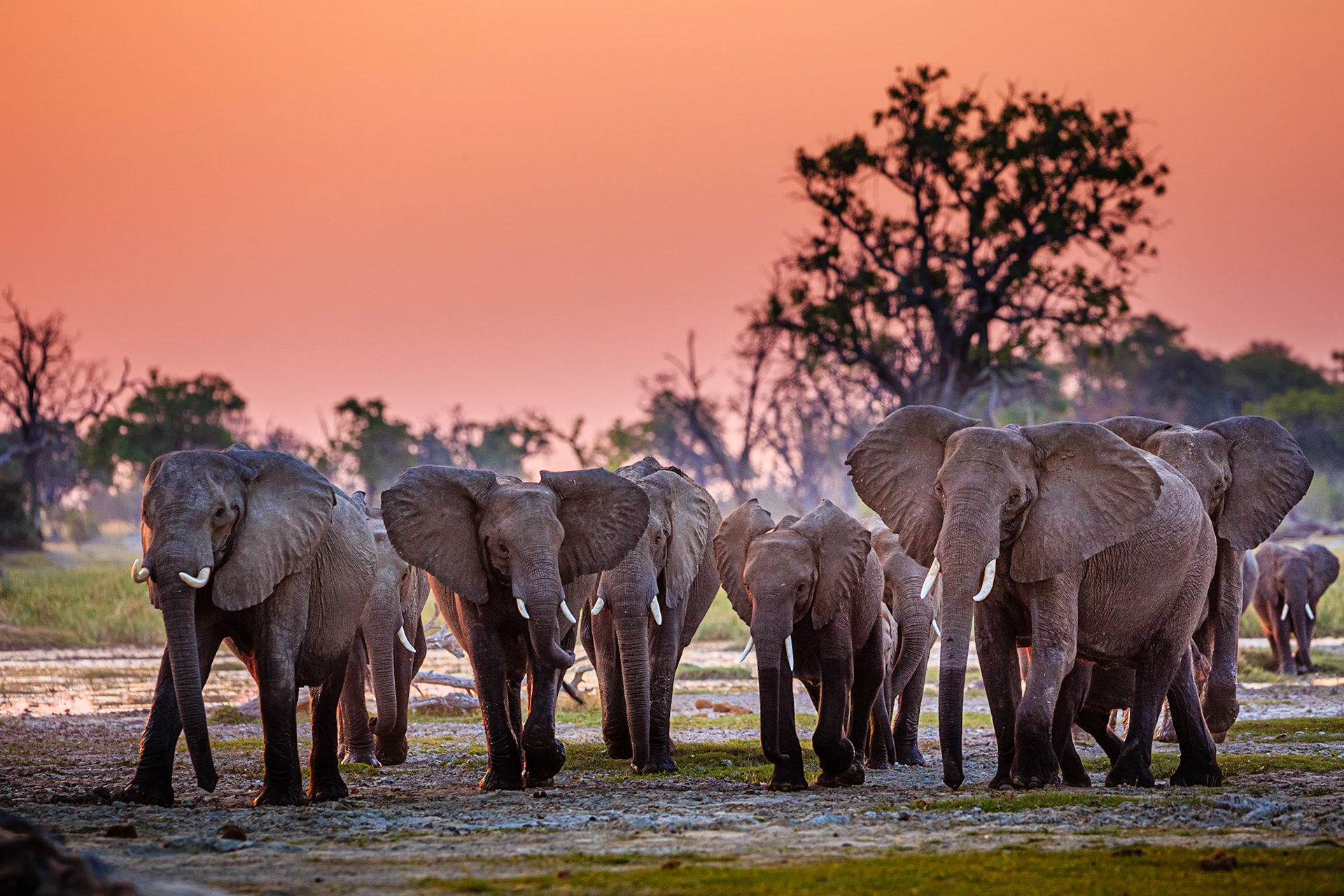 Elephants in Moremi National Park - Botswana