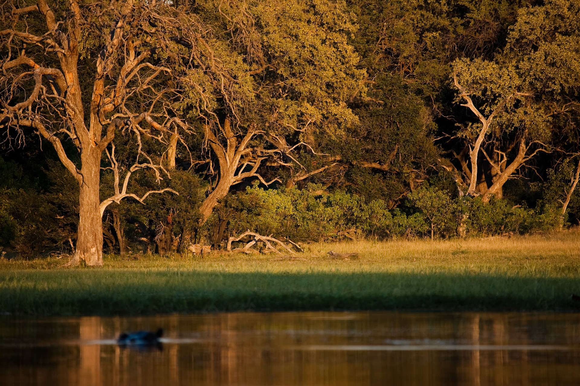 Landscape in Moremi GR - Okavango delta - Botswana