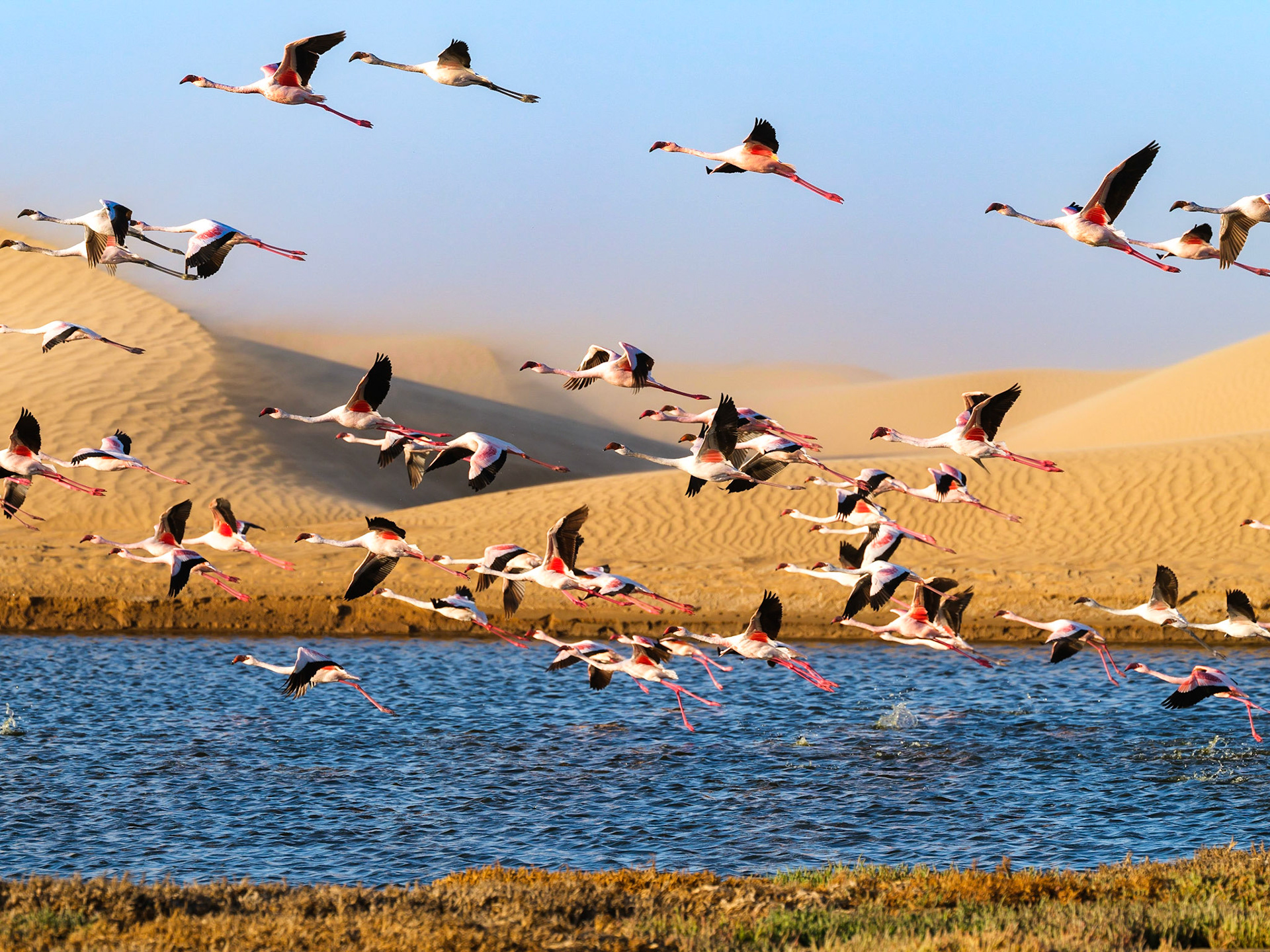 Desert scenery with saltwater lagoons full of beautiful flamingos. Namib-Nukluft National Park - Walvish Bay, Namibia